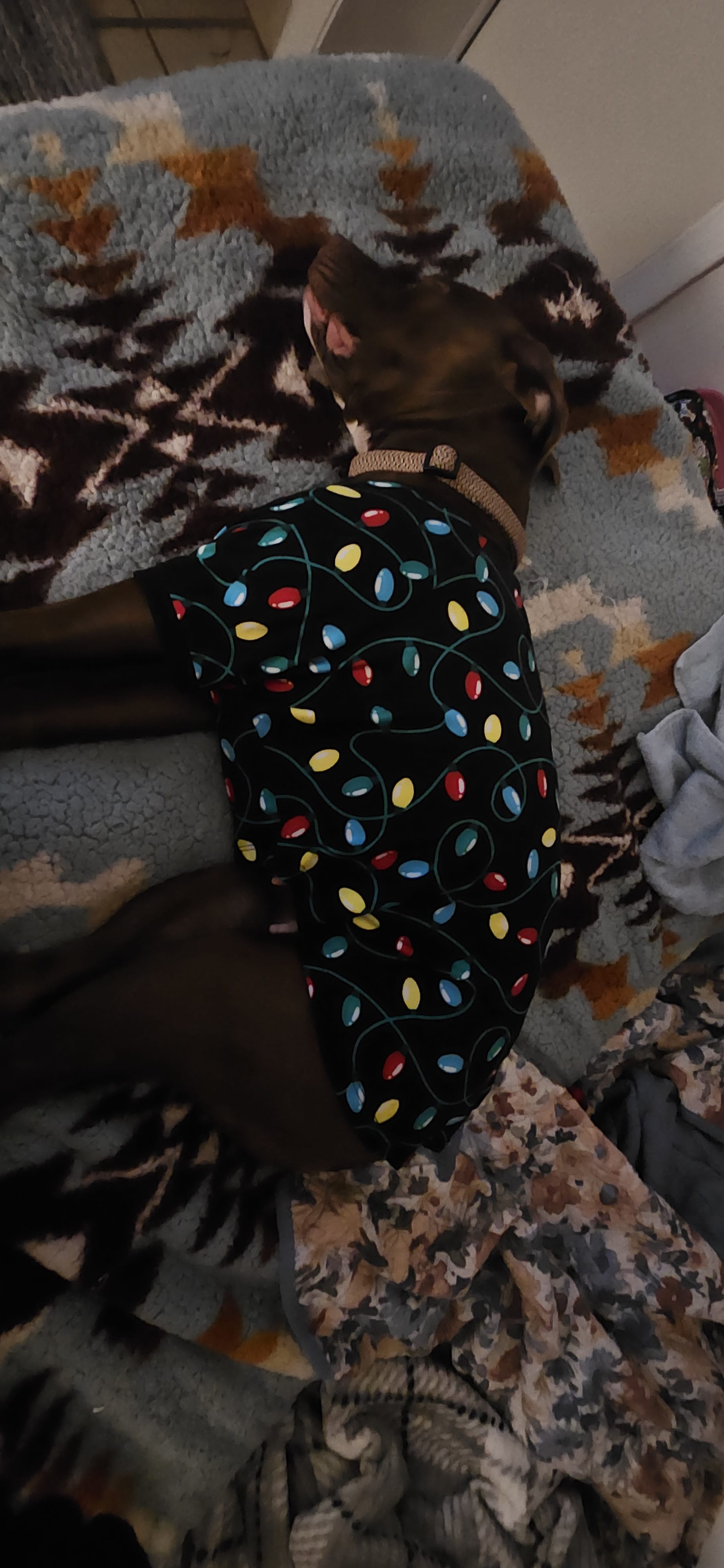 Daphne Rose Daphne Rose