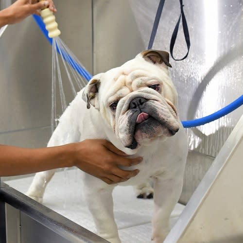 Dog Ear Cleaning Oviedo