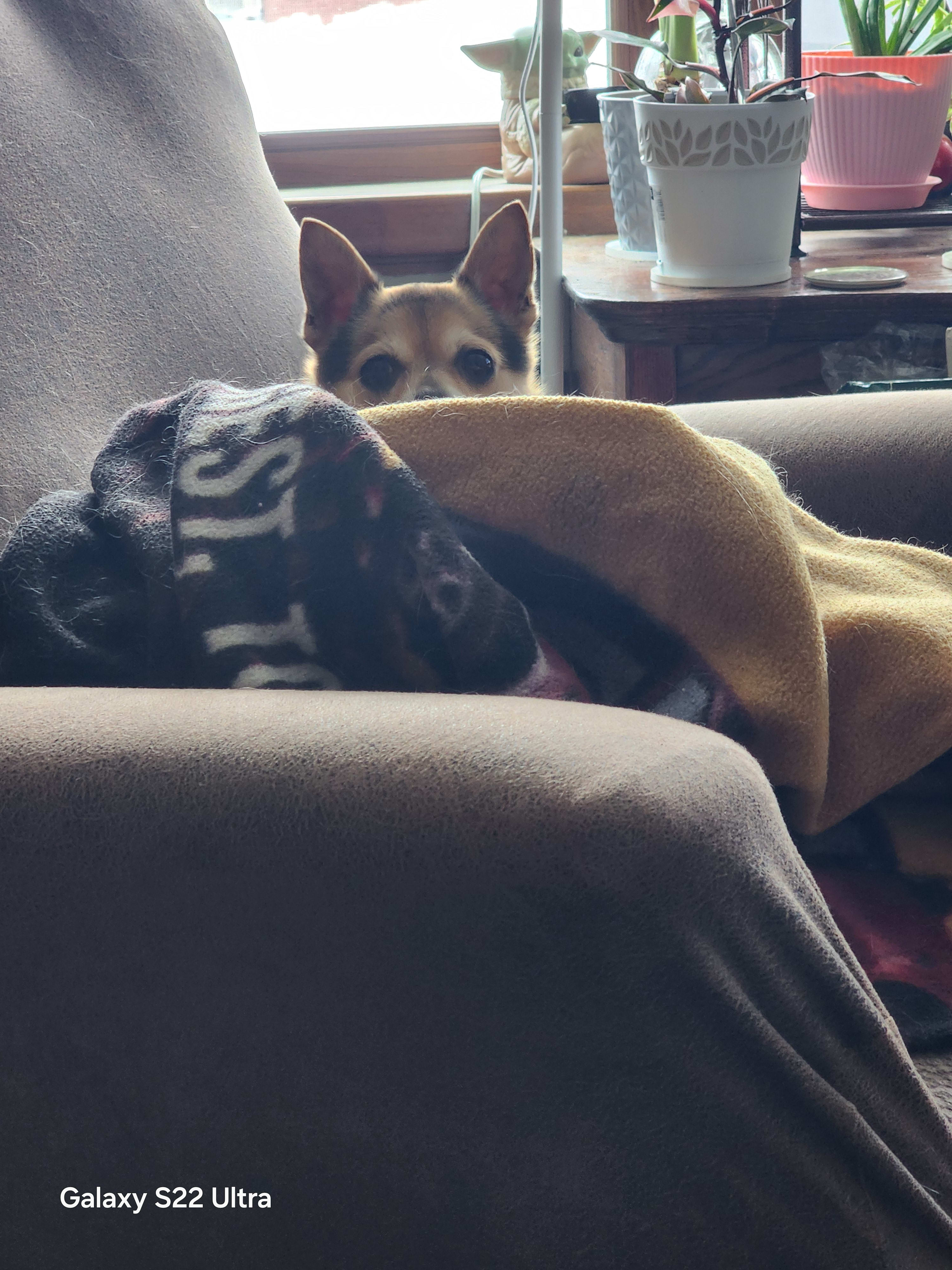 Maggie Mae nicknamed Bug- Lucky and Moses