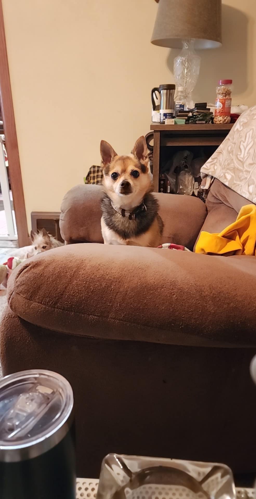 Maggie Mae nicknamed Bug- Lucky and Moses