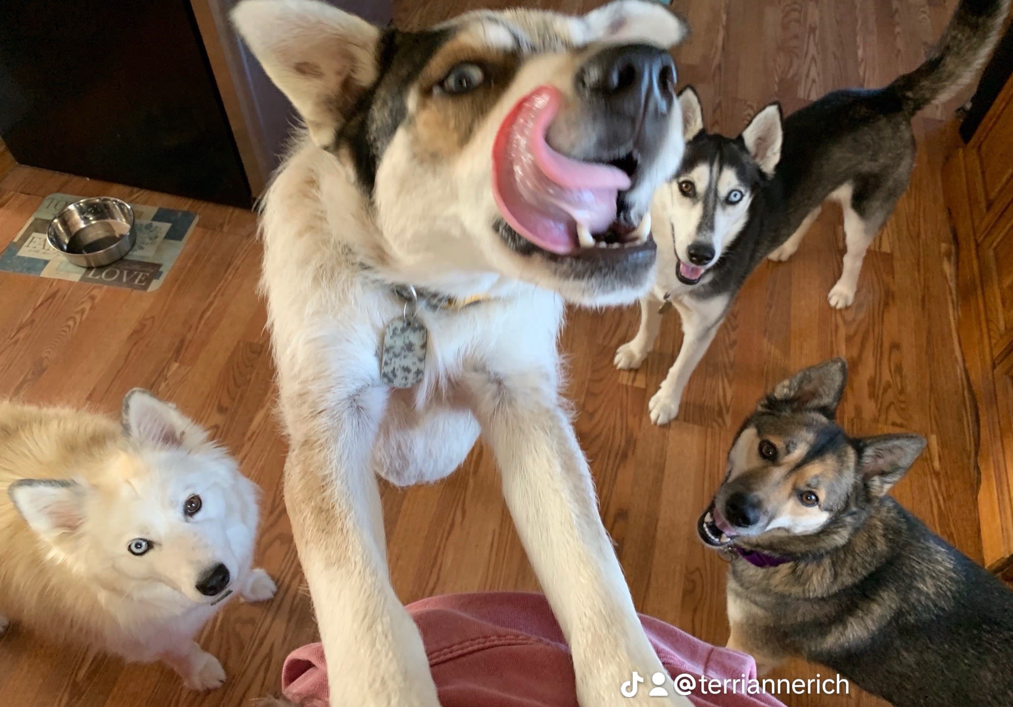 Sapphire Athena Dante Gus