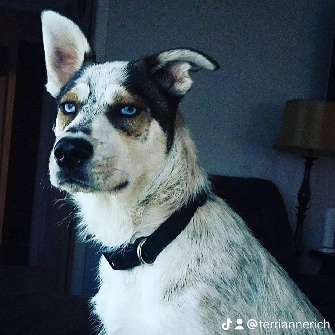 Sapphire Athena Dante Gus