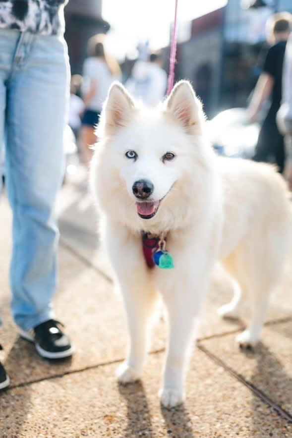 Sapphire Athena Dante Gus