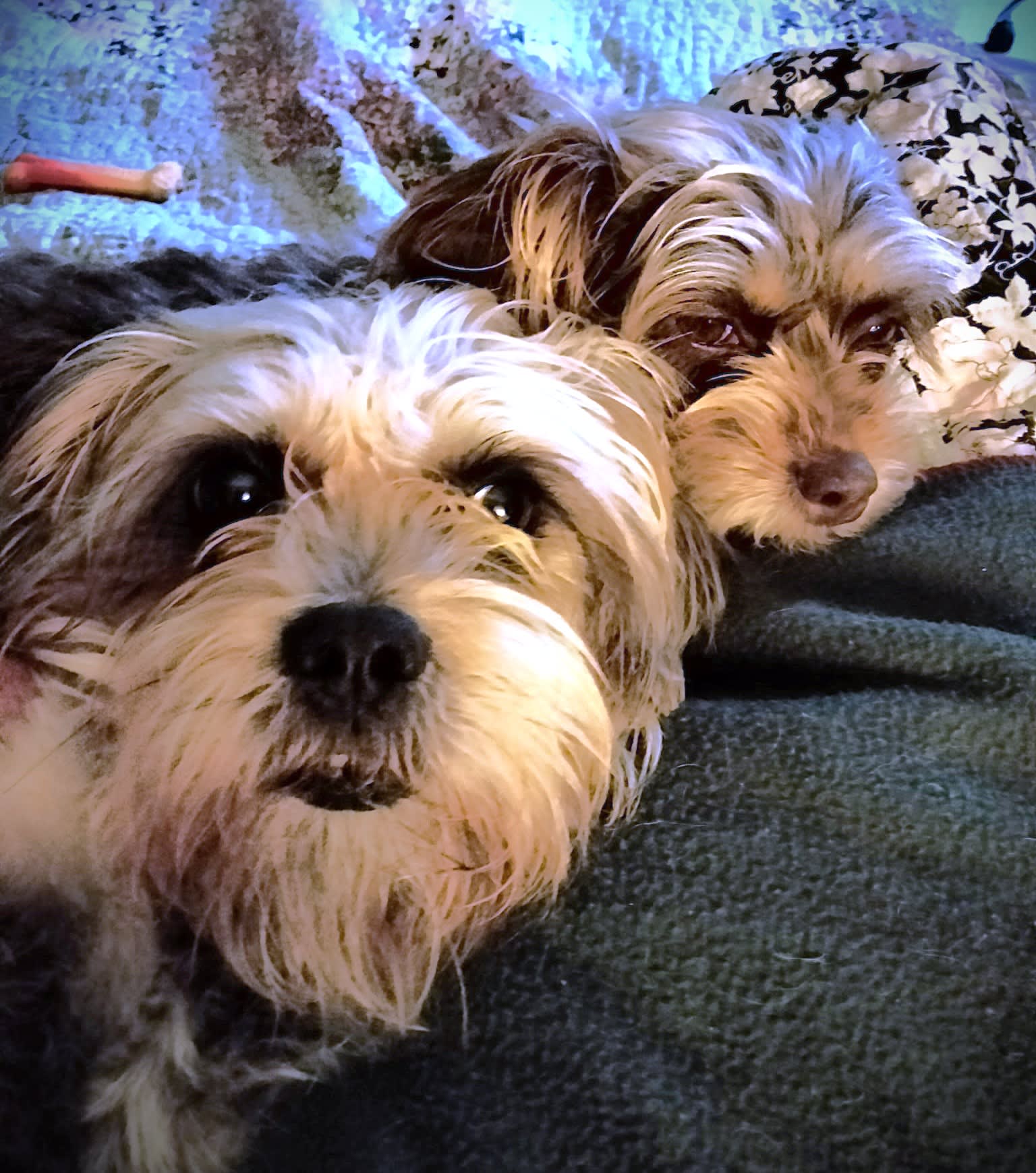 THIS IS JELLY AND HER DAUGHTER PICKLES