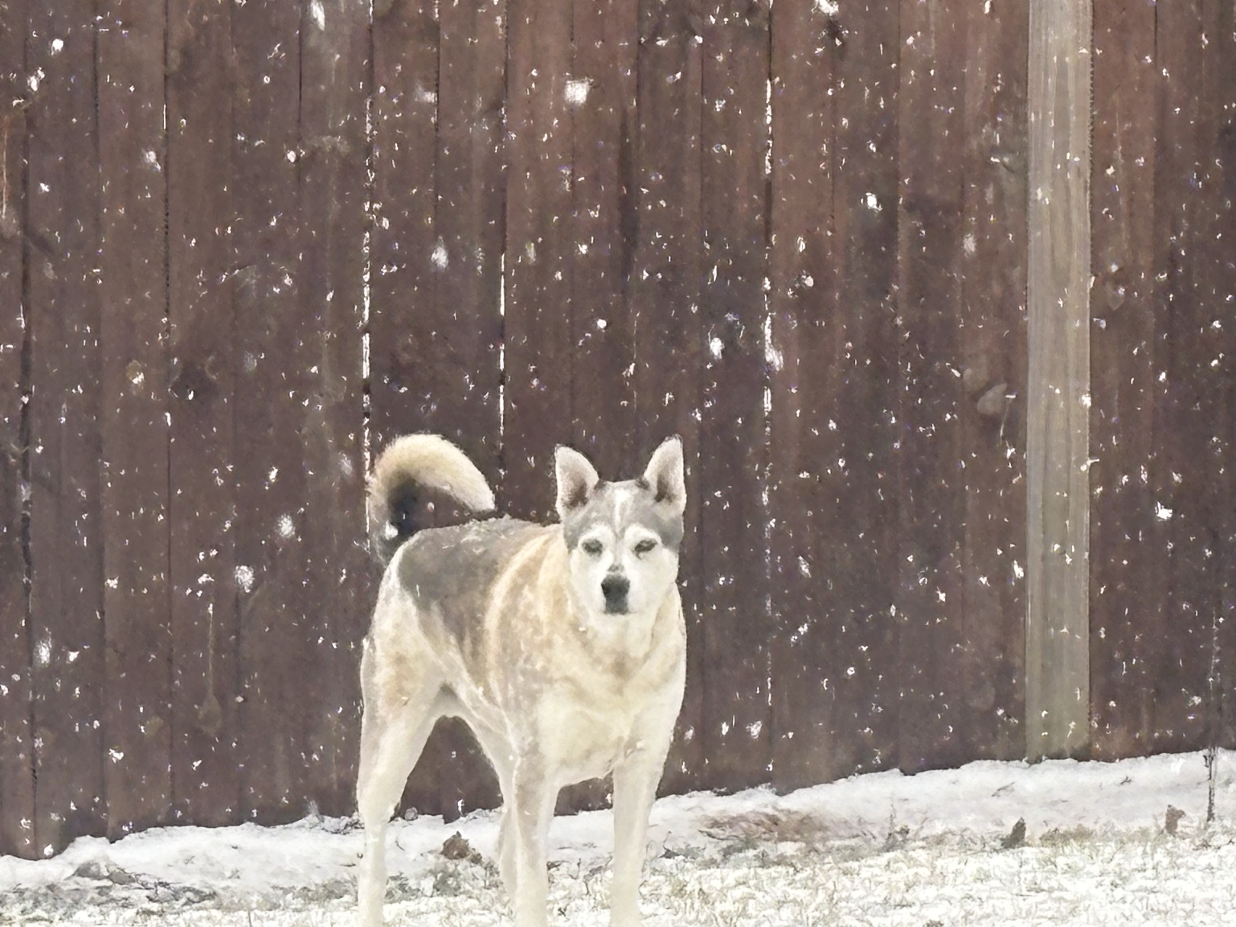 Sapphire Athena Dante Gus