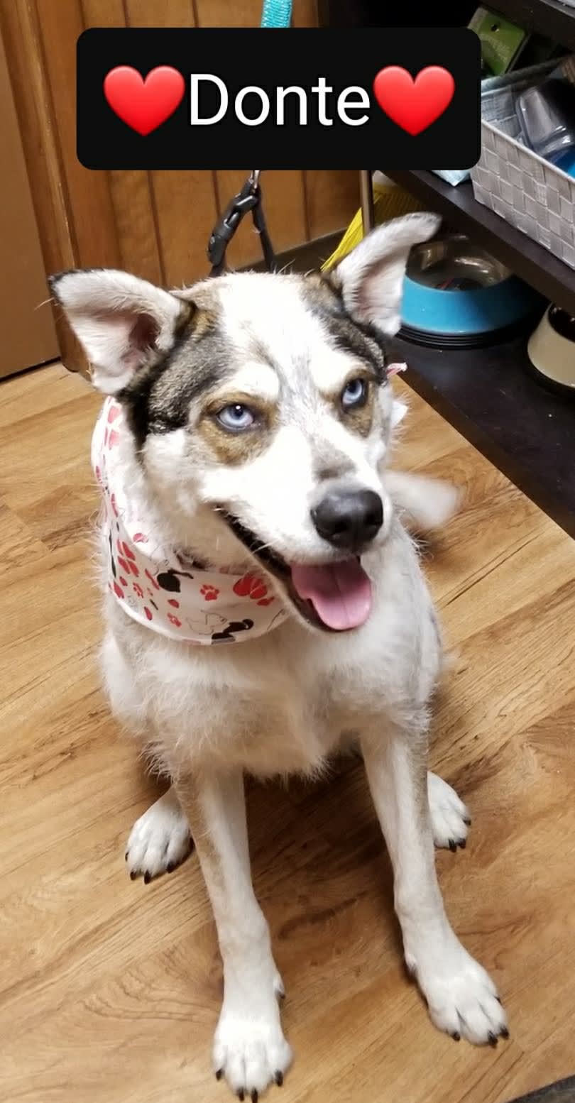 Sapphire Athena Dante Gus