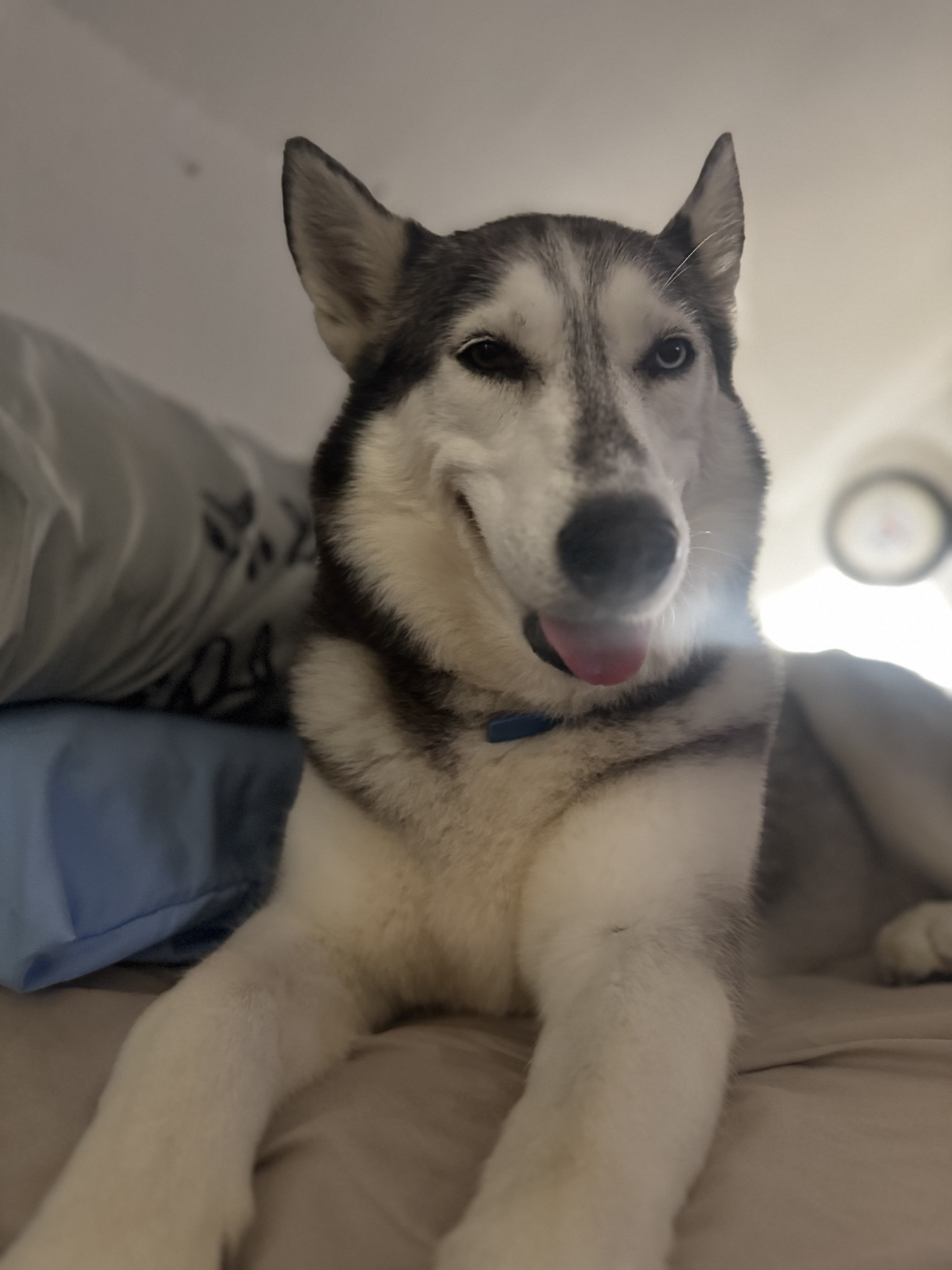 Sapphire Athena Dante Gus