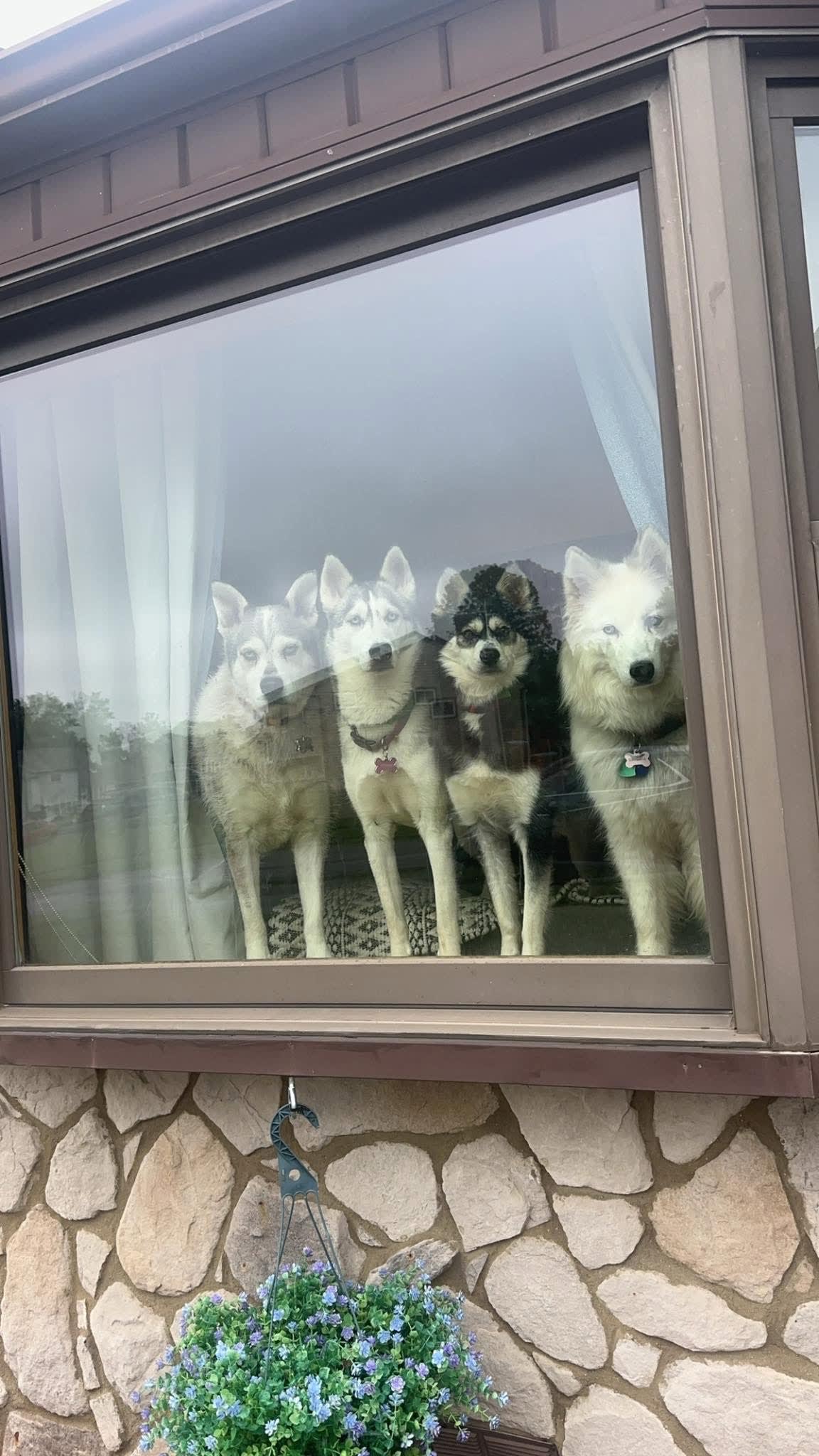 Sapphire Athena Dante Gus