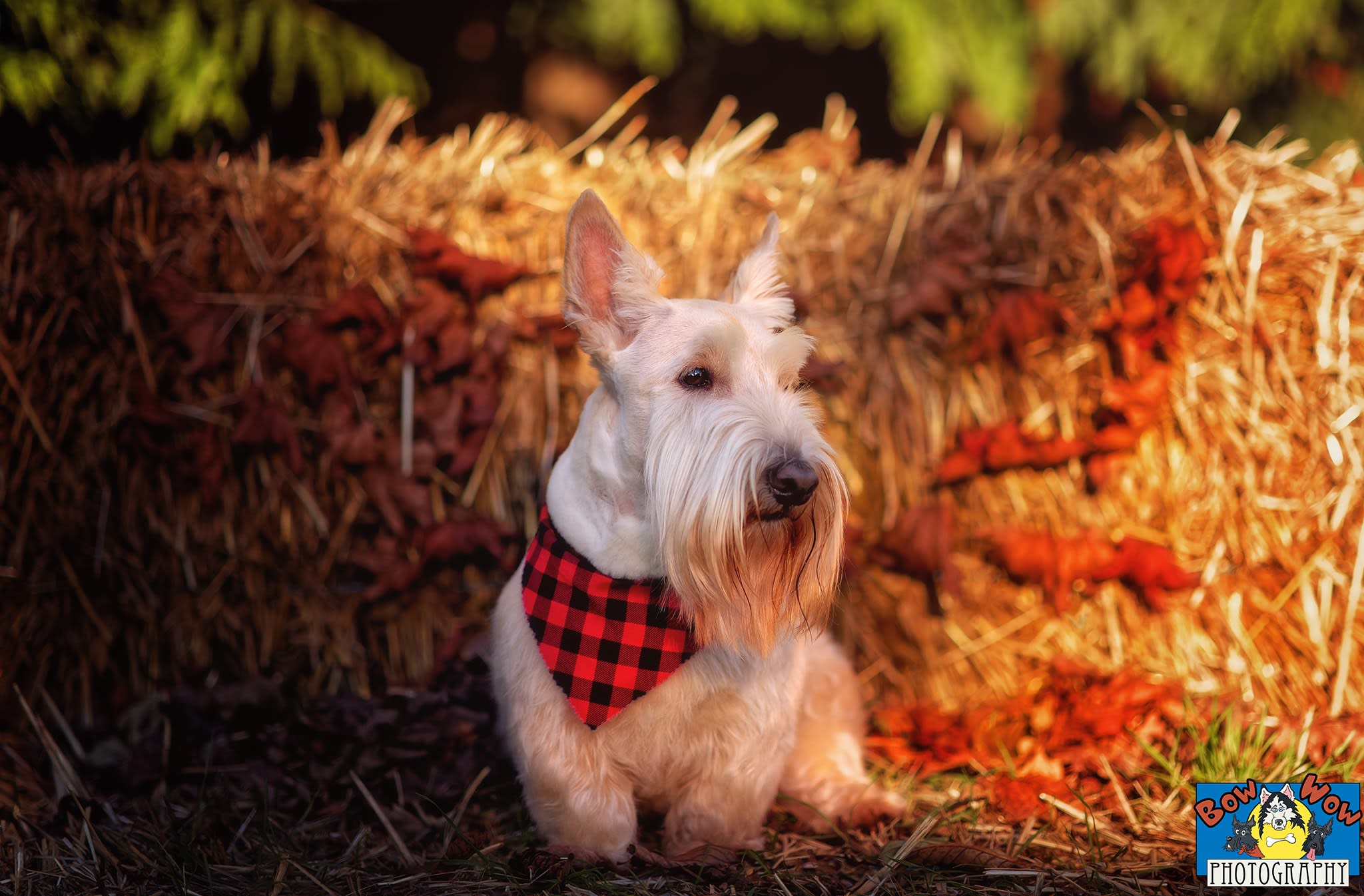 Finnie RBB 1-29-2026