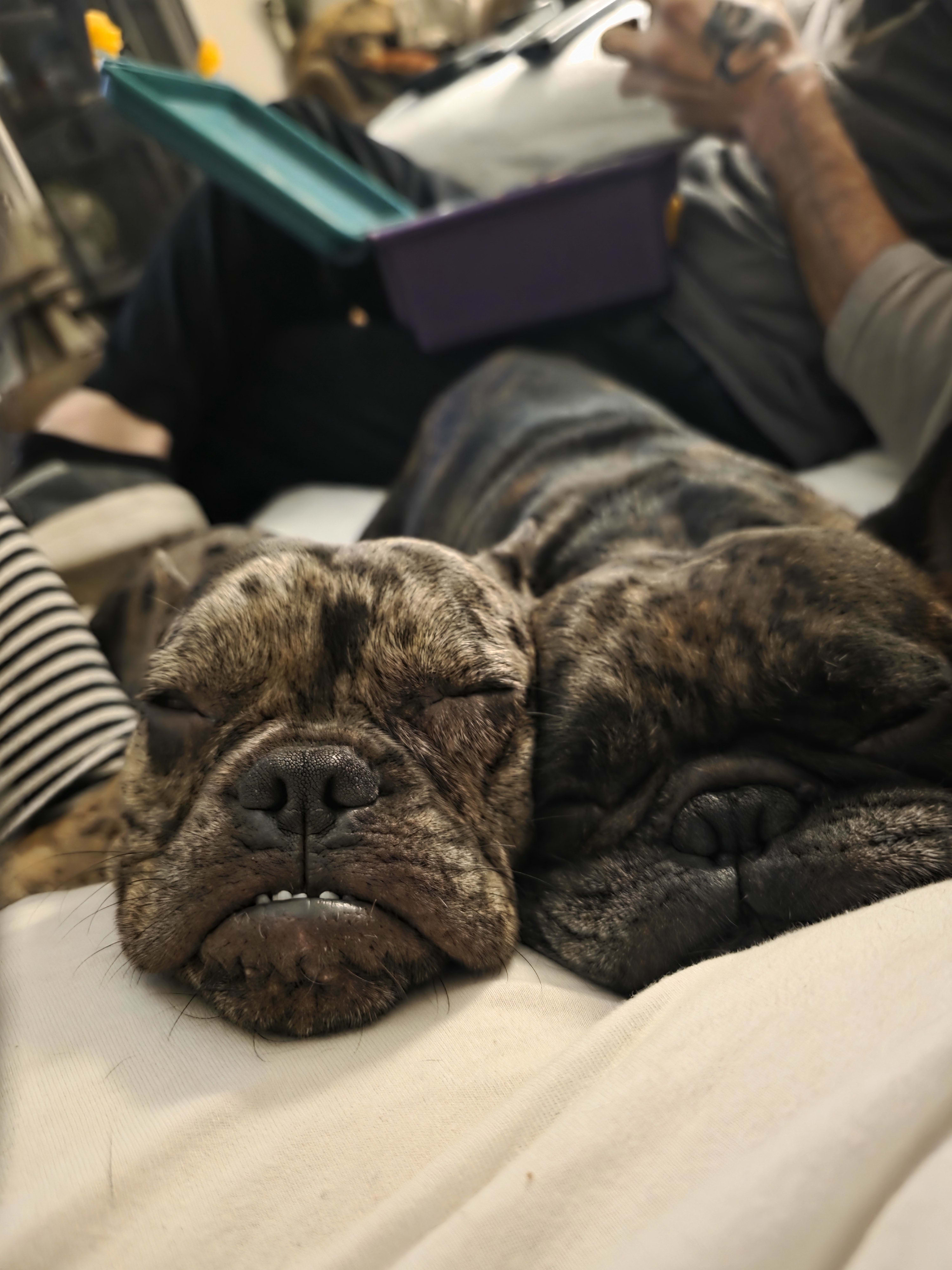 BB aka Bonnie Blue Bells