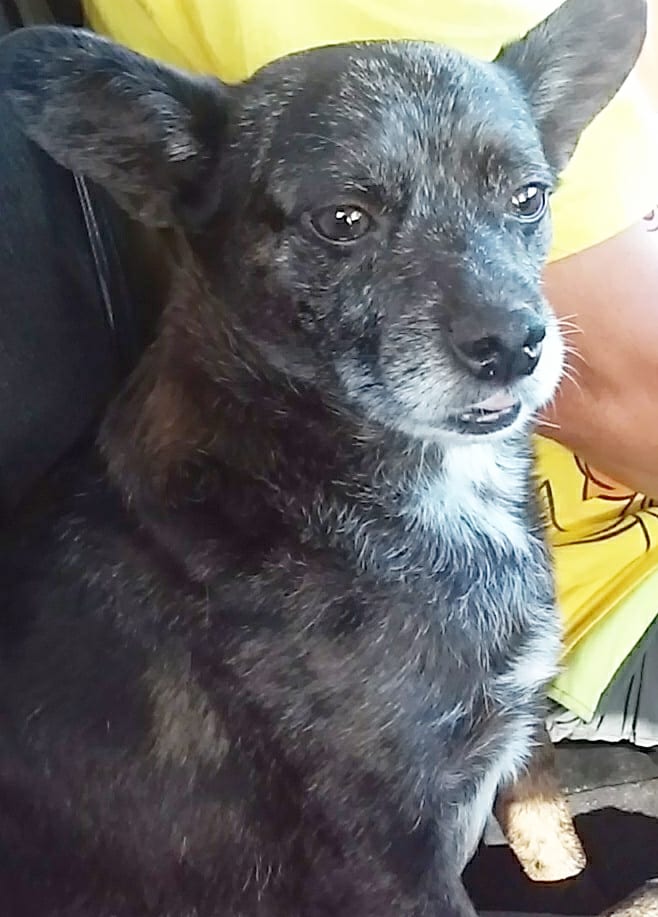 TheodorAble Barks-A-Late