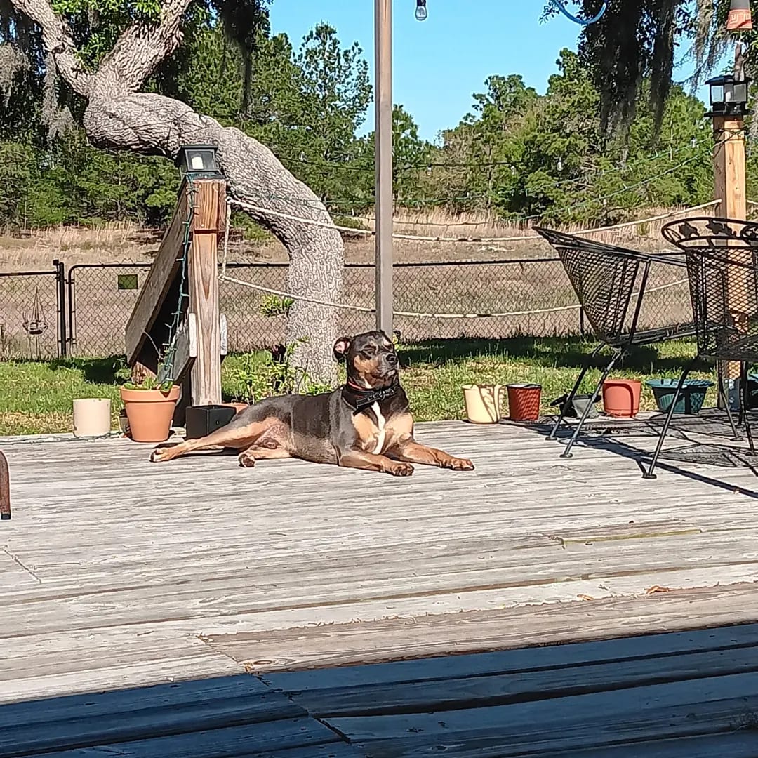 Rebel was in the shelter for 6 months because he barked every time we anyone came by his kennel  one of the volunteers told us about him and we promptly fell in love