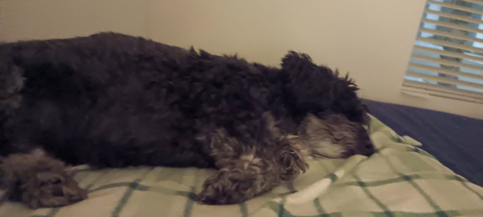 Champion Midnight Blue Shadow of the Moon