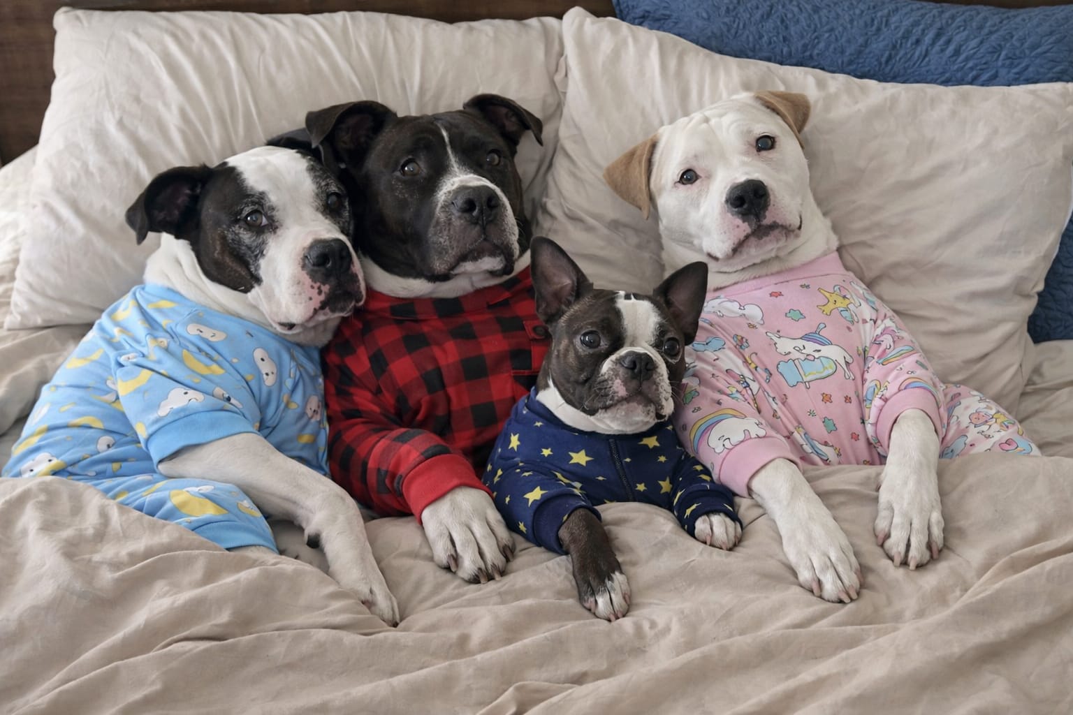 Dutch philip bandit  ace