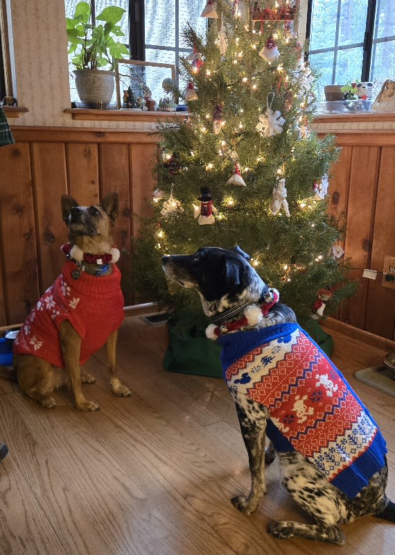 Mia and Lucy rescued from Friends of the Animal Comunity