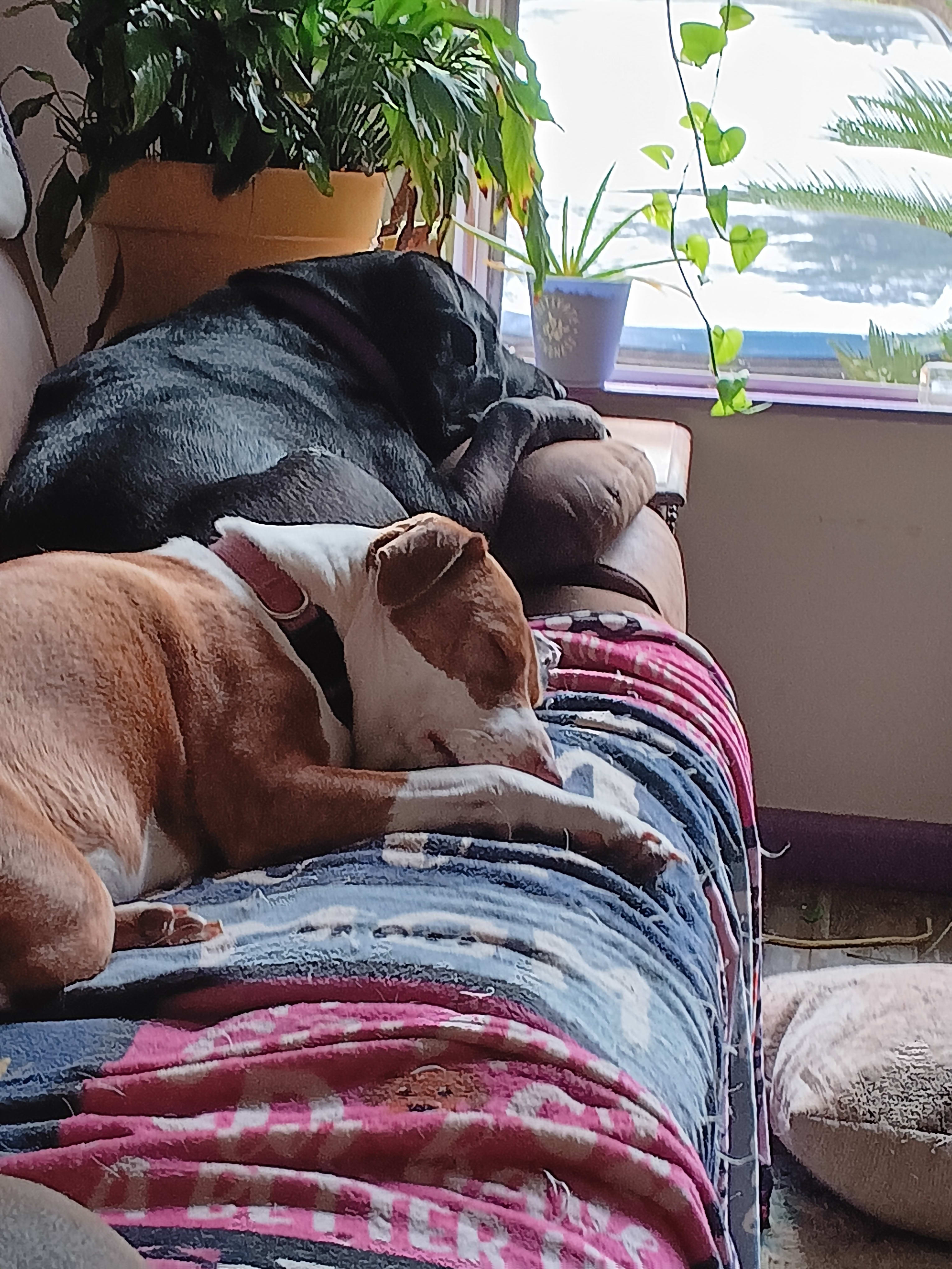 Schmeatball and sweet pea