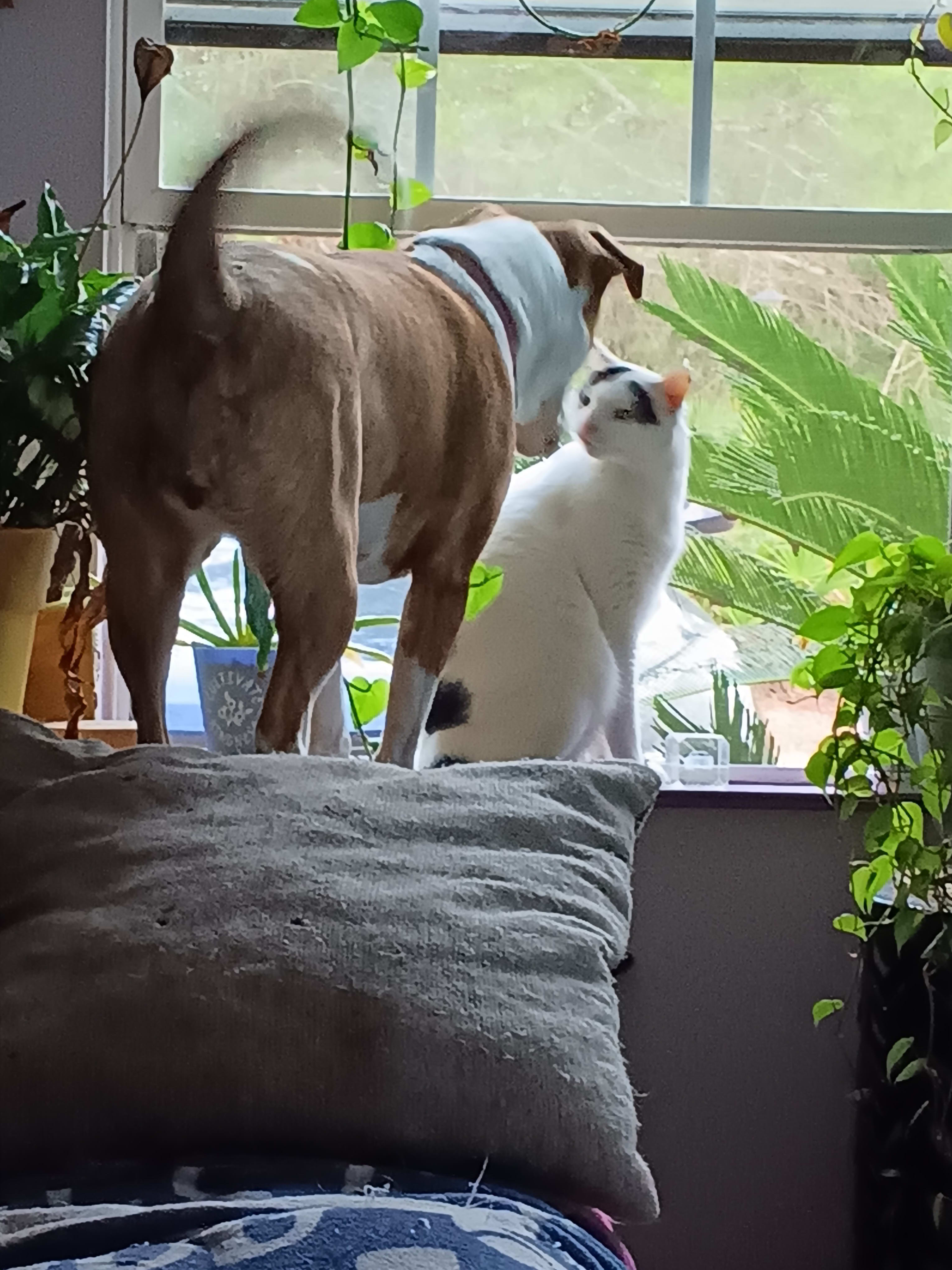 Schmeatball and sweet pea