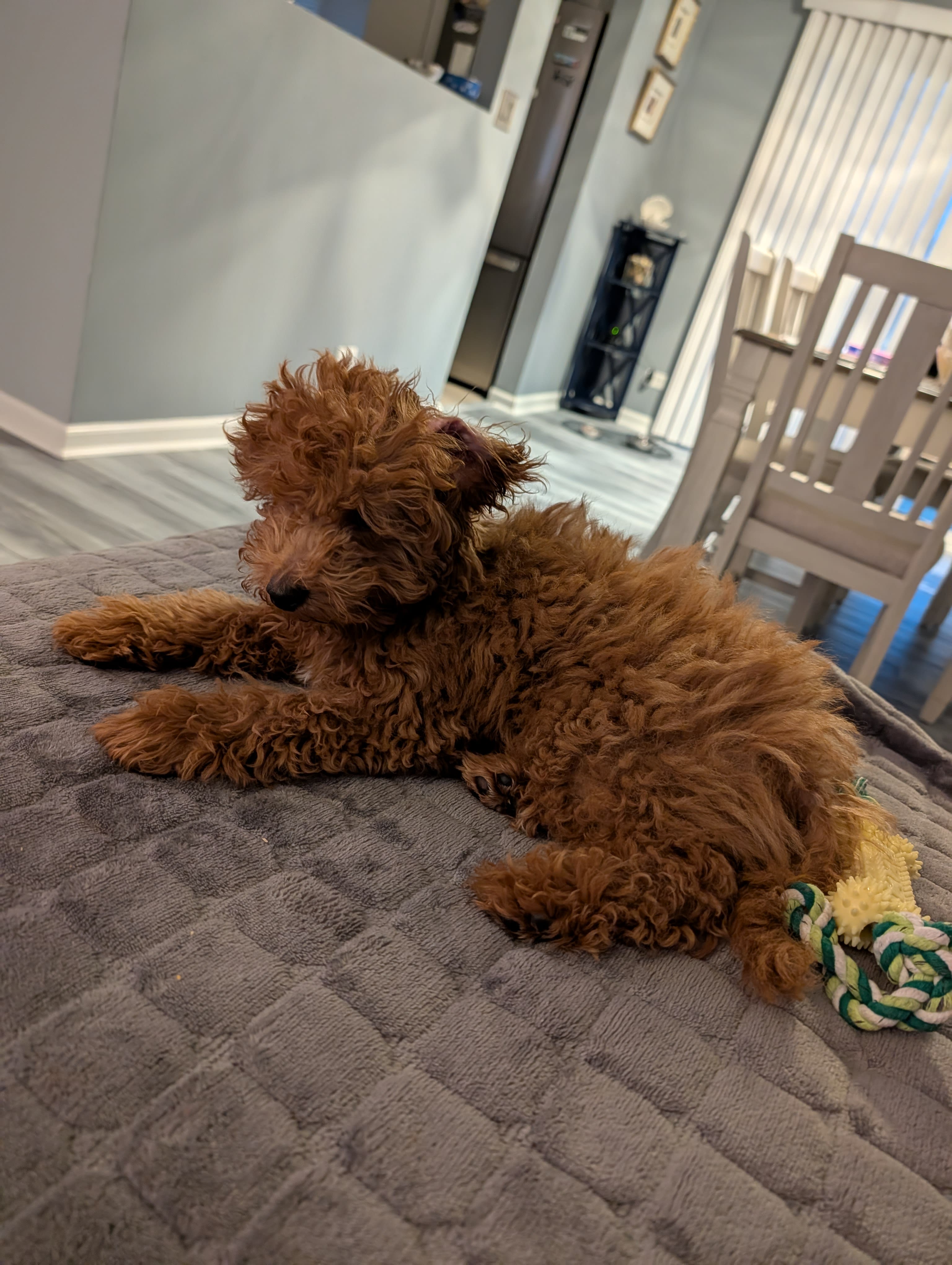 Cody Snickers Archie