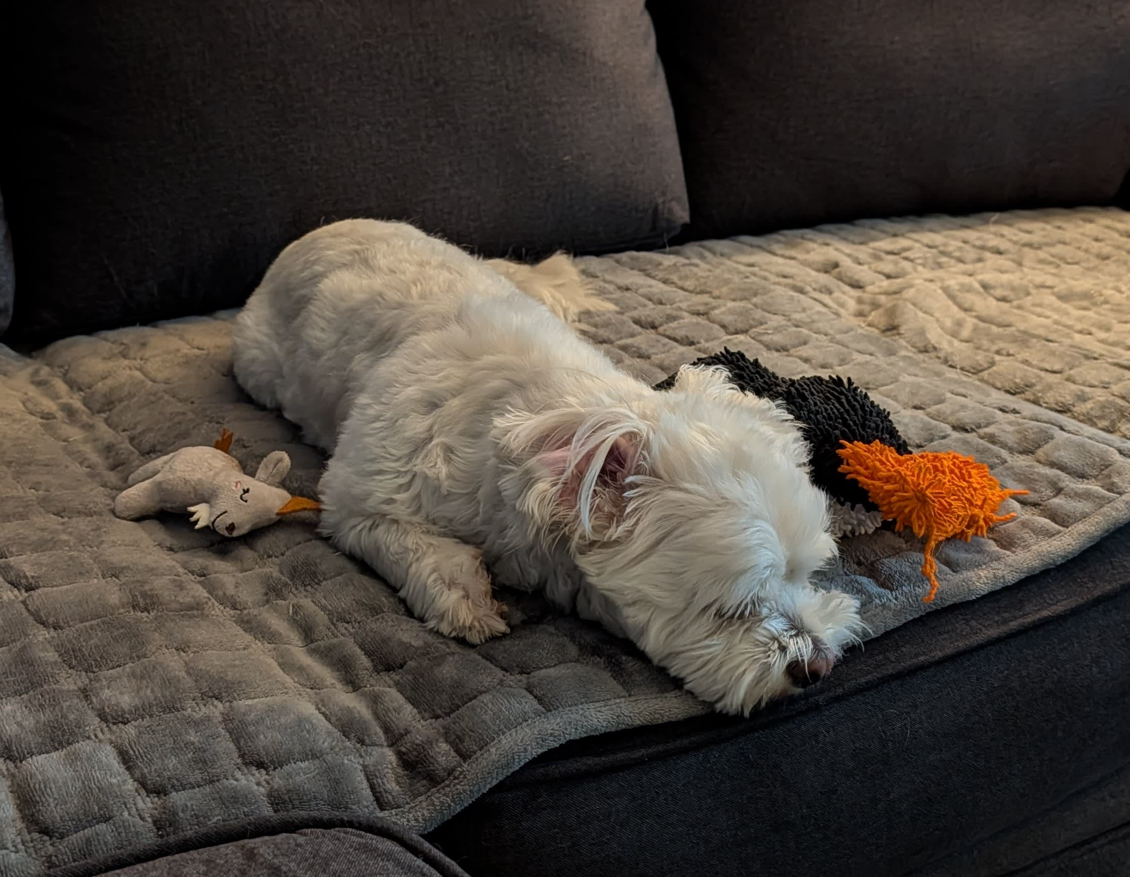 Cody Snickers Archie