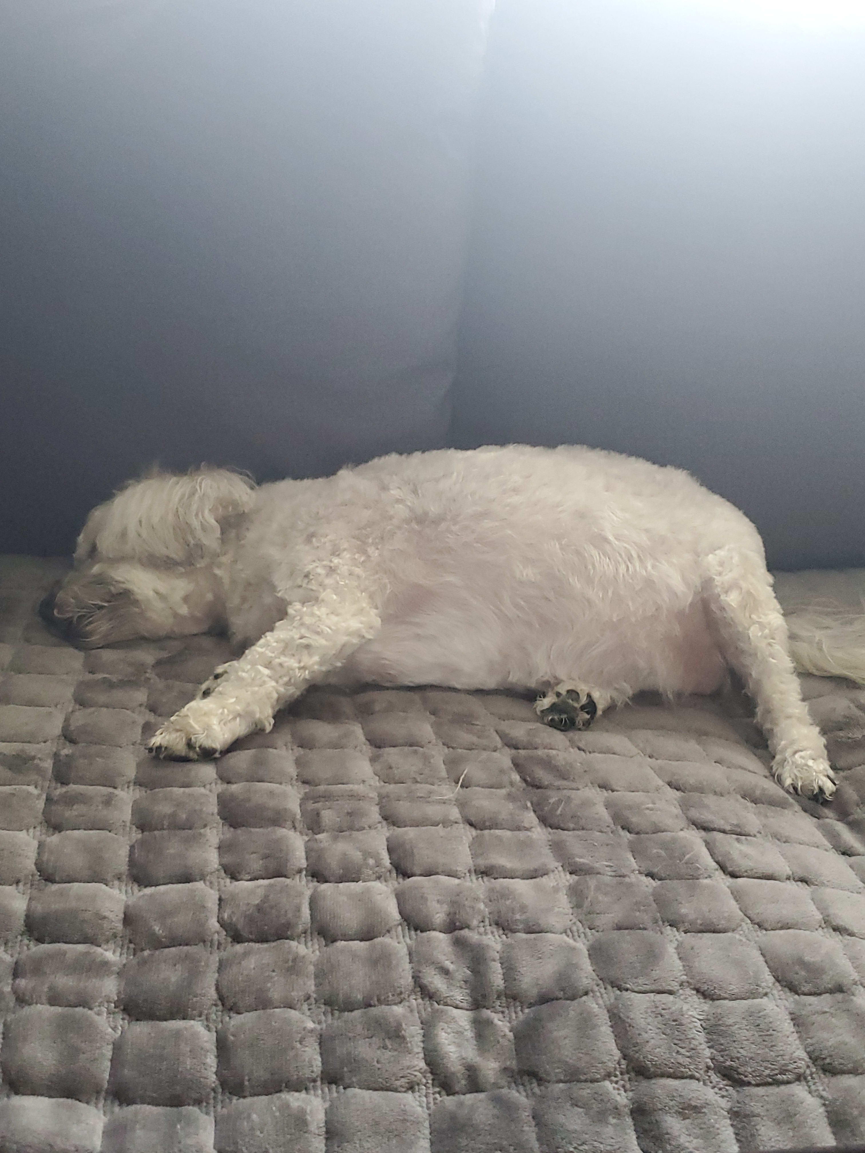 Cody Snickers Archie