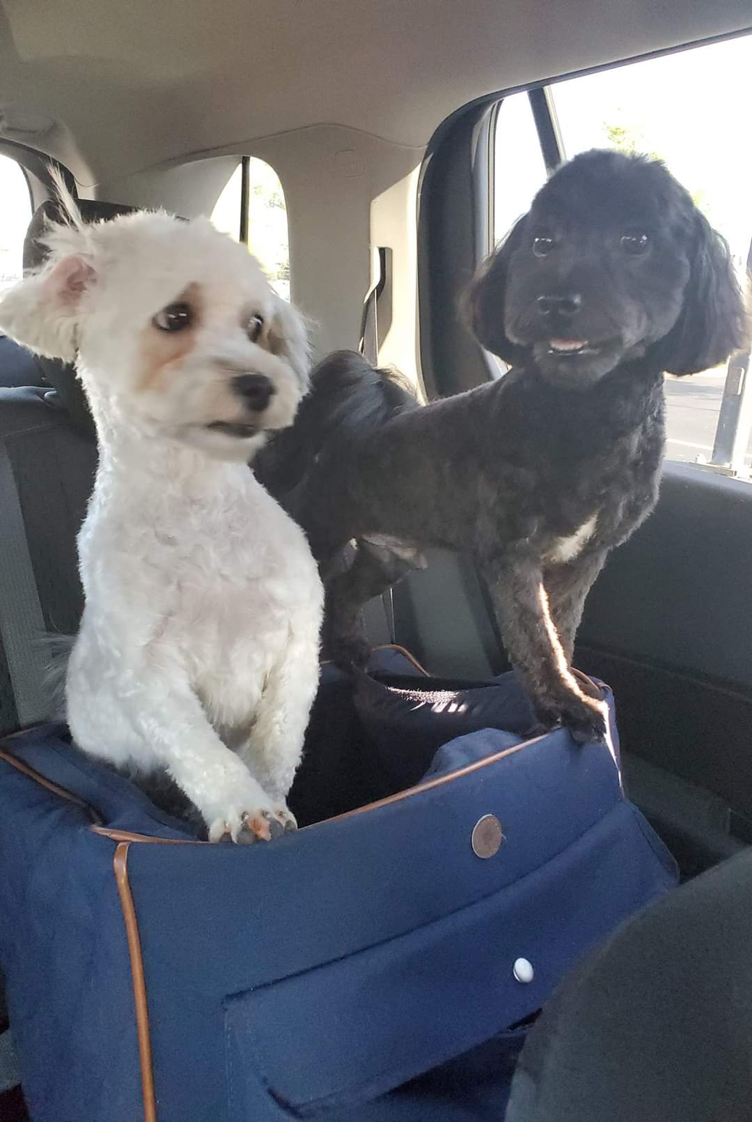 Cody Snickers Archie