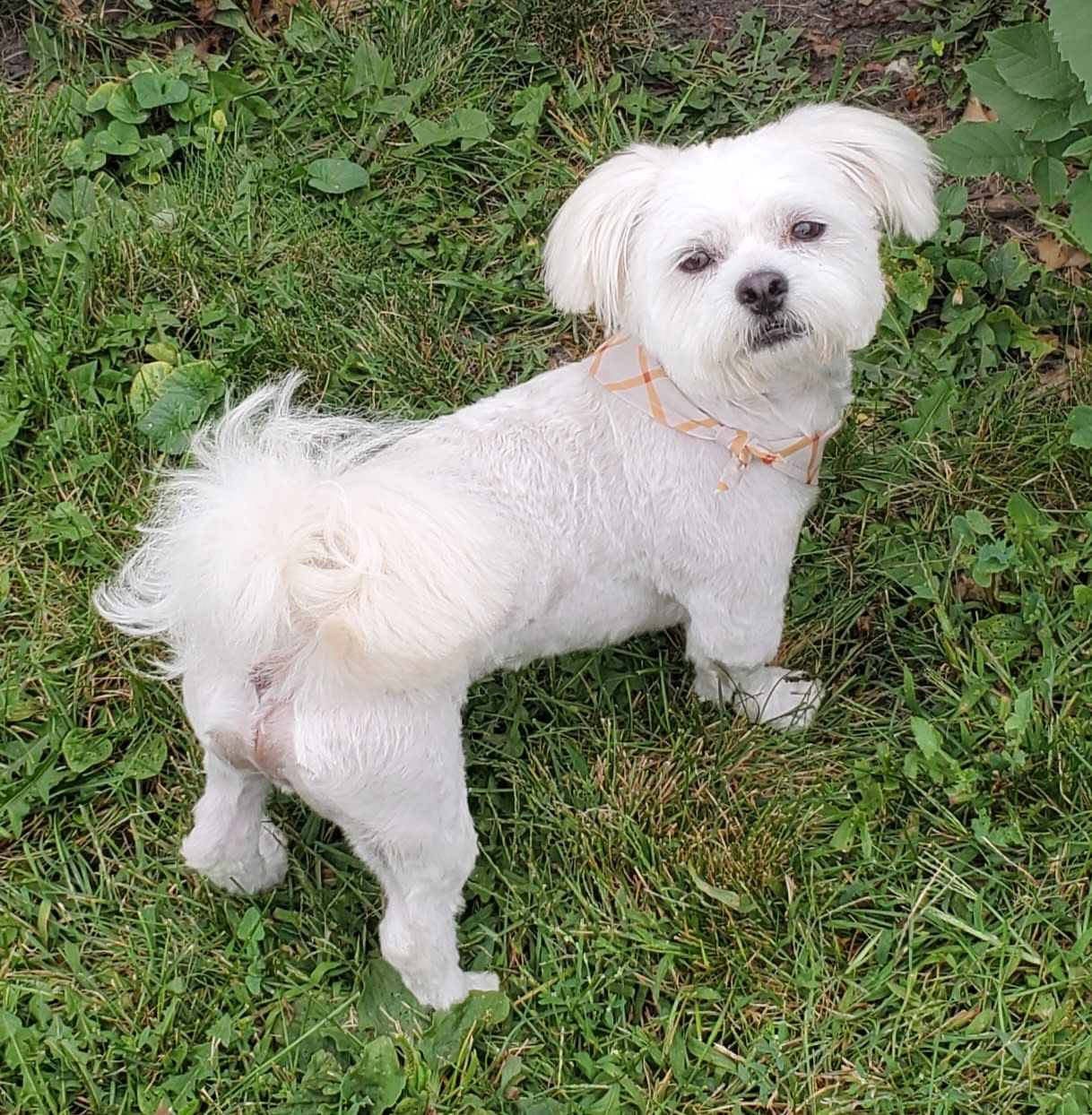 Cody Snickers Archie