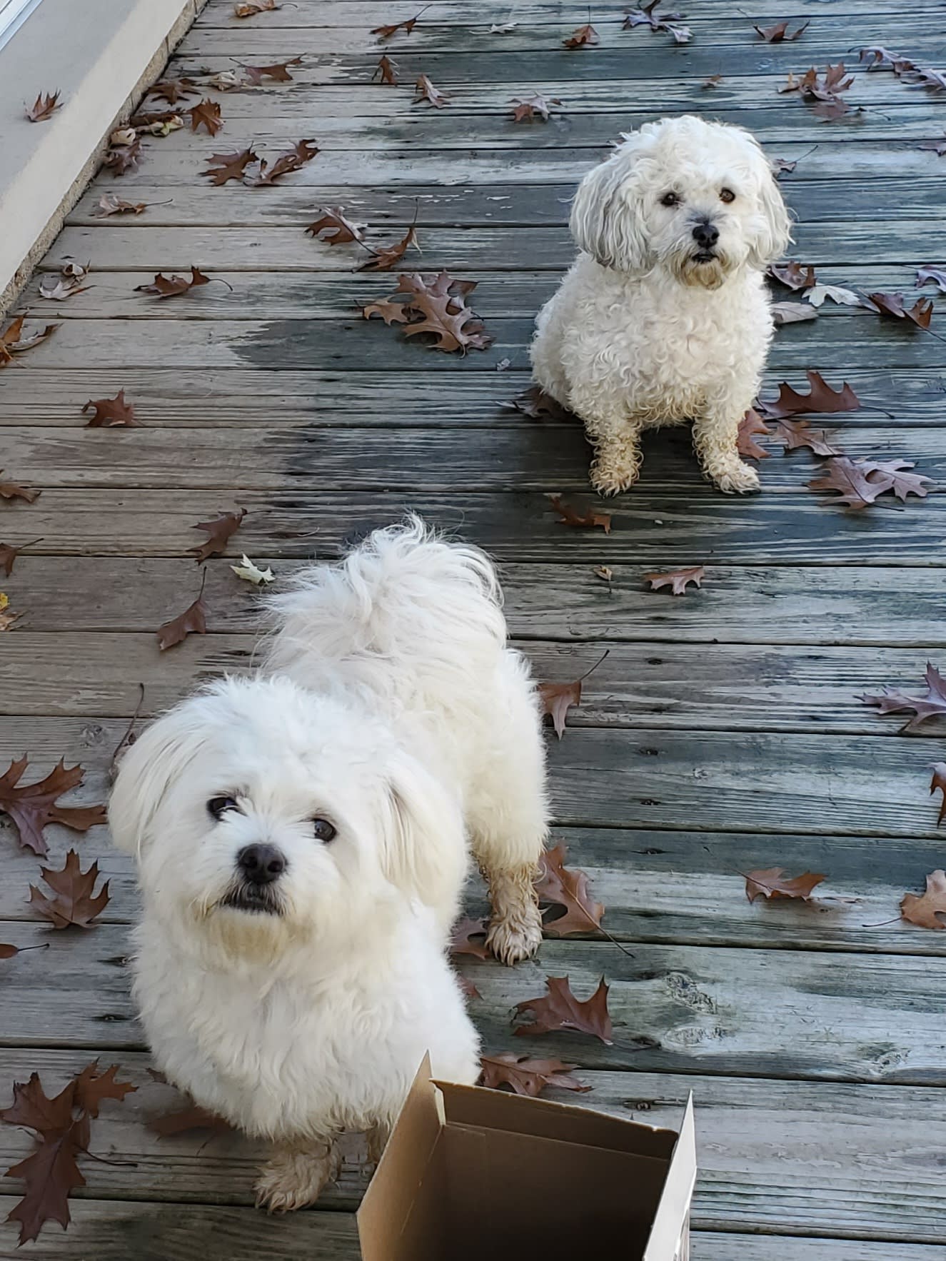 Cody Snickers Archie