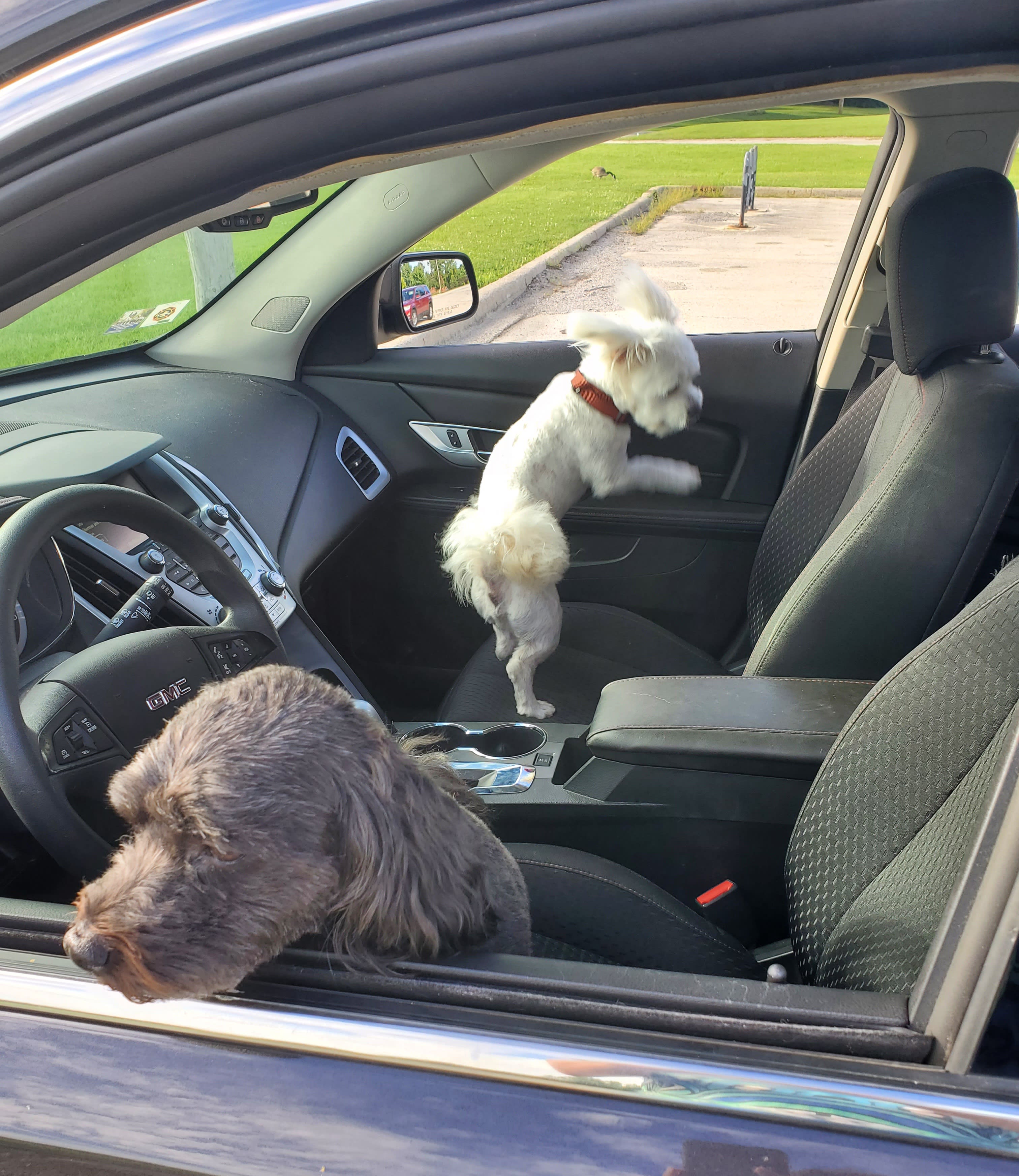 Cody Snickers Archie