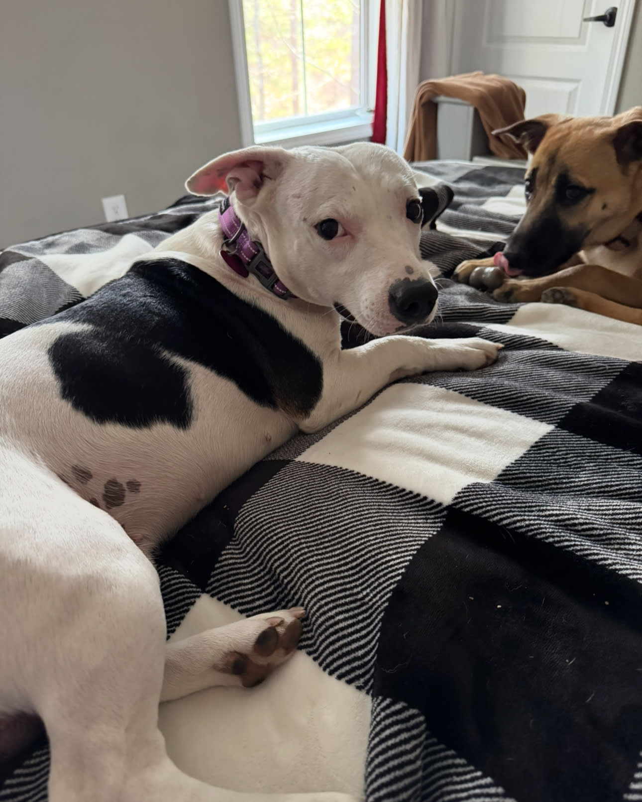 Roscoe -happiest dog in the Alabama