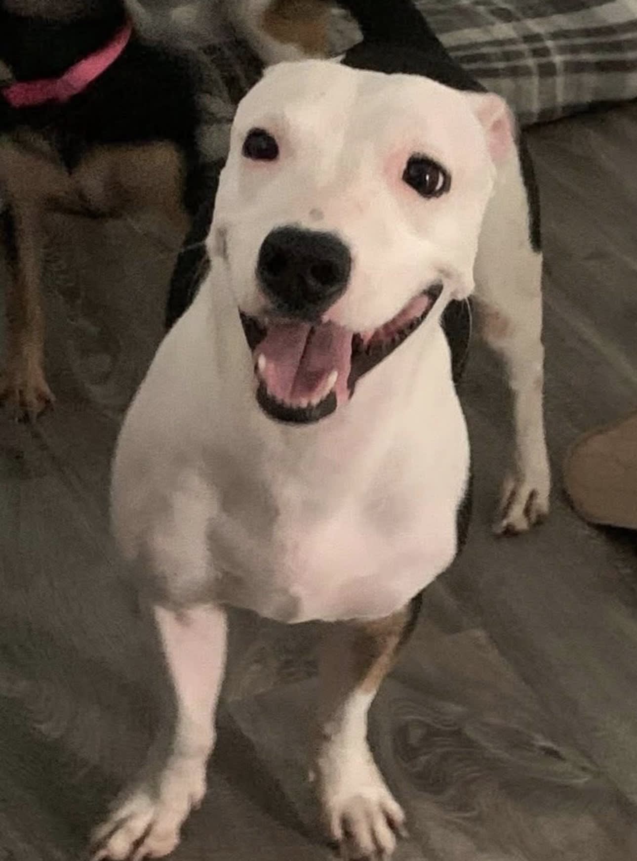 Roscoe -happiest dog in the Alabama