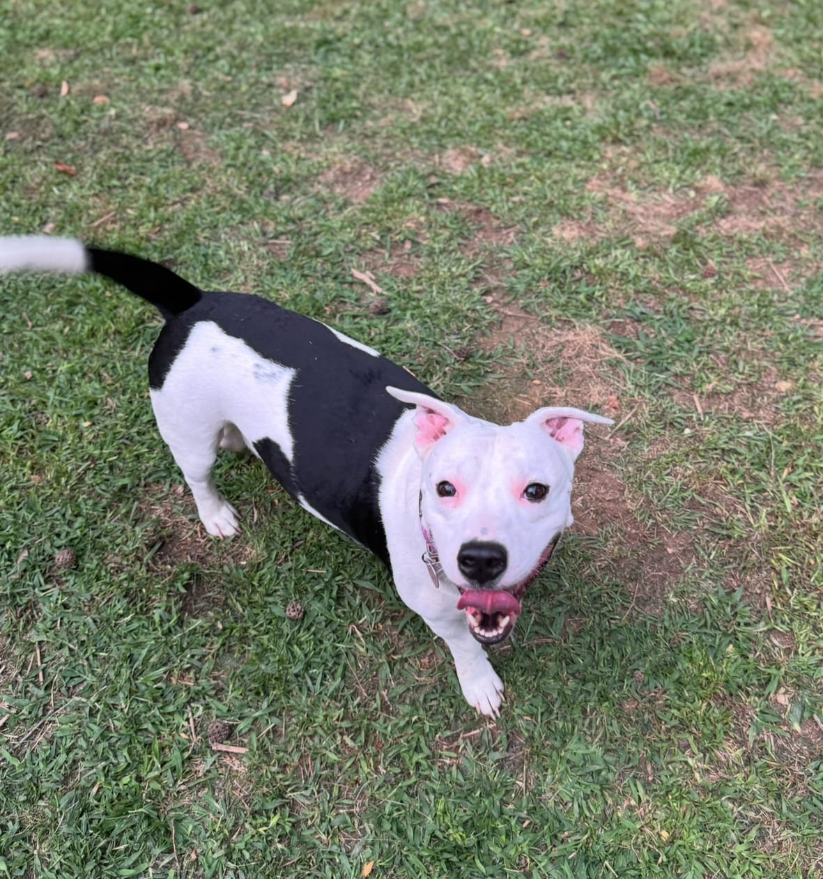 Roscoe -happiest dog in the Alabama