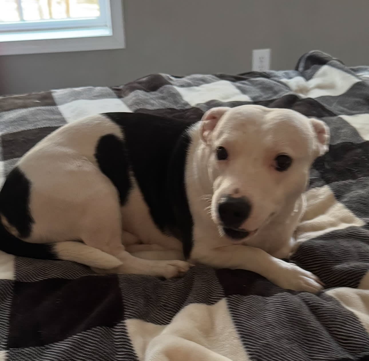 Roscoe -happiest dog in the Alabama