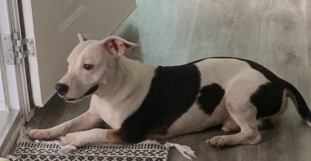 Roscoe -happiest dog in the Alabama