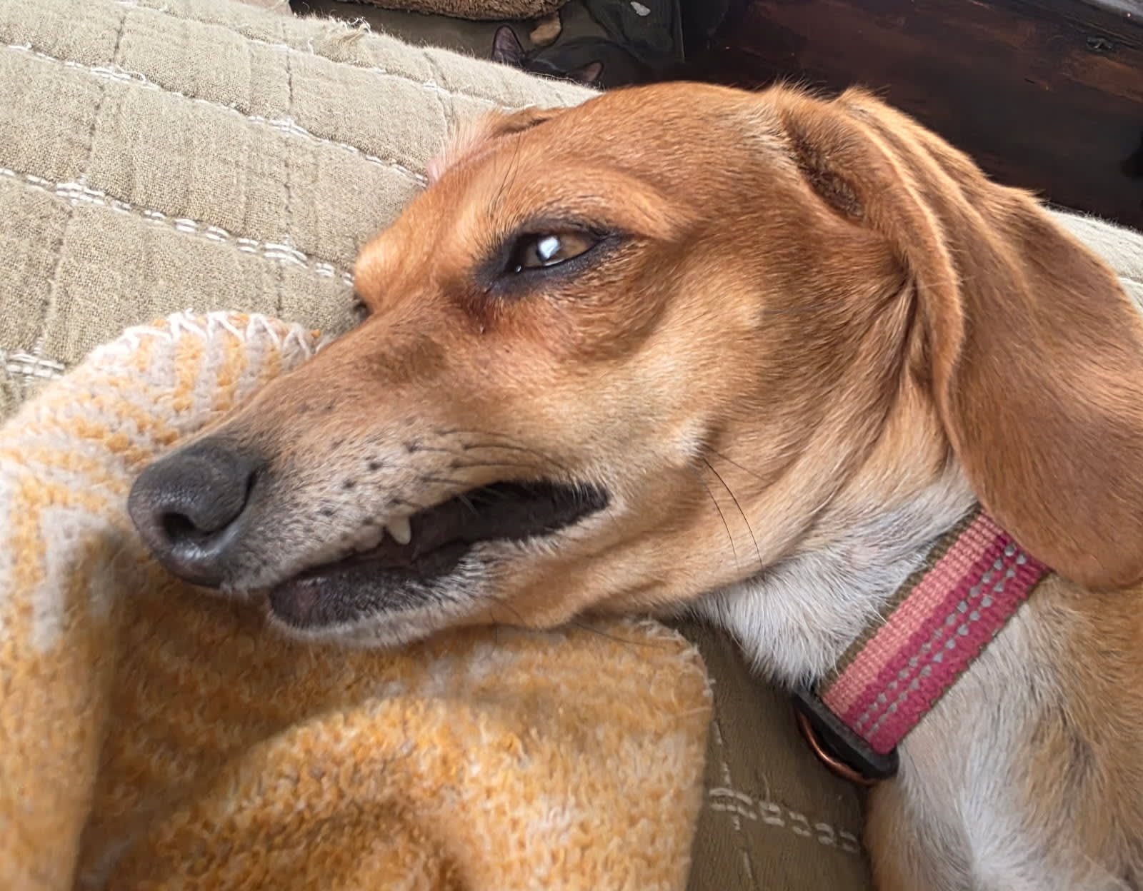 Woobers Agnes and Maus