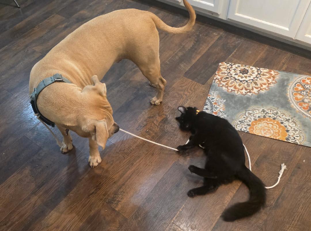 Woobers Agnes and Maus