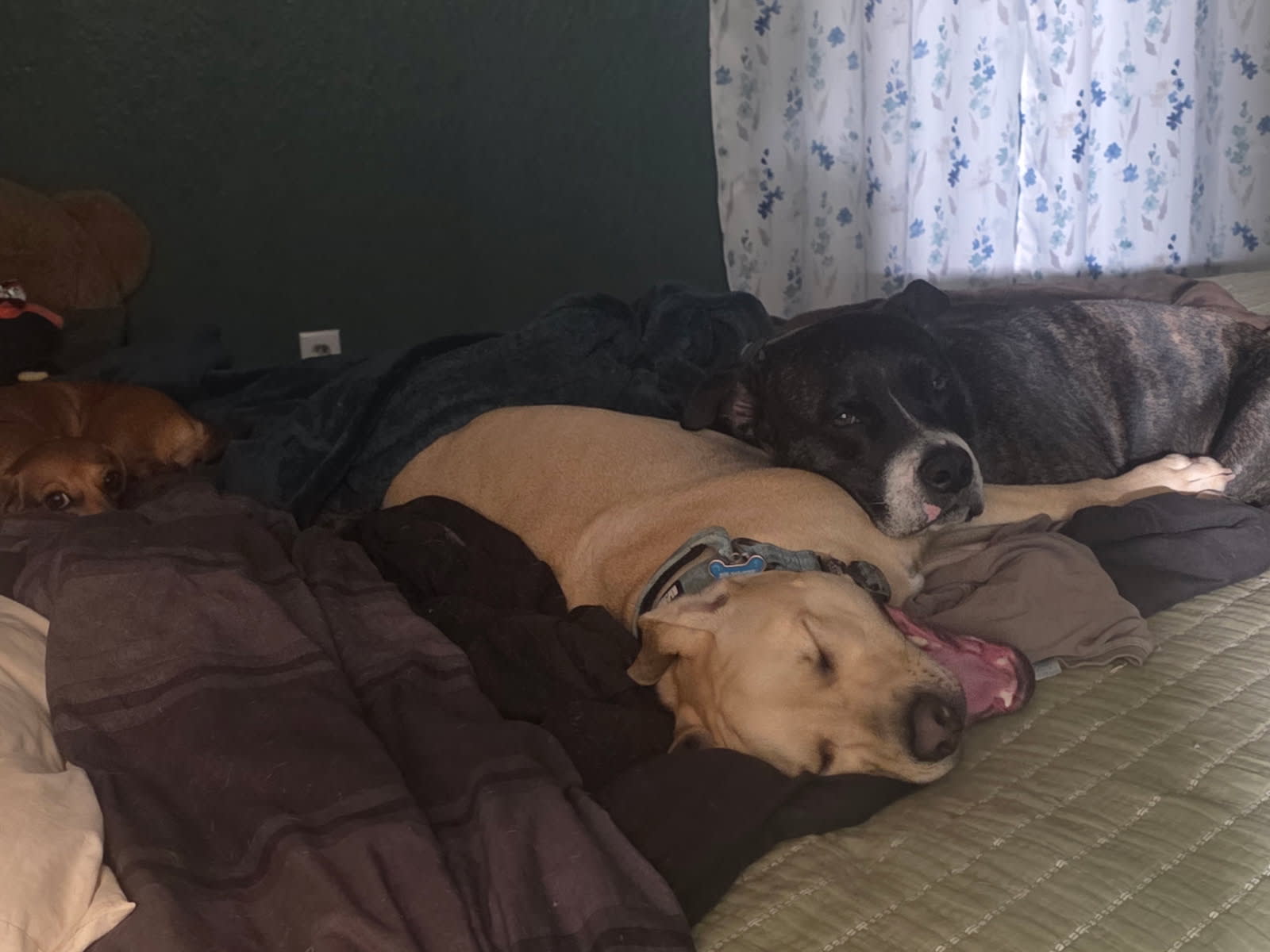 Woobers Agnes and Maus