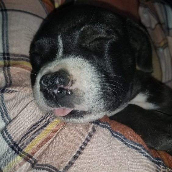 Woobers Agnes and Maus