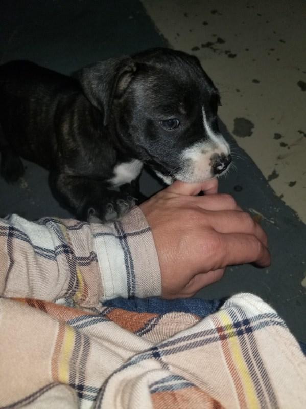 Woobers Agnes and Maus