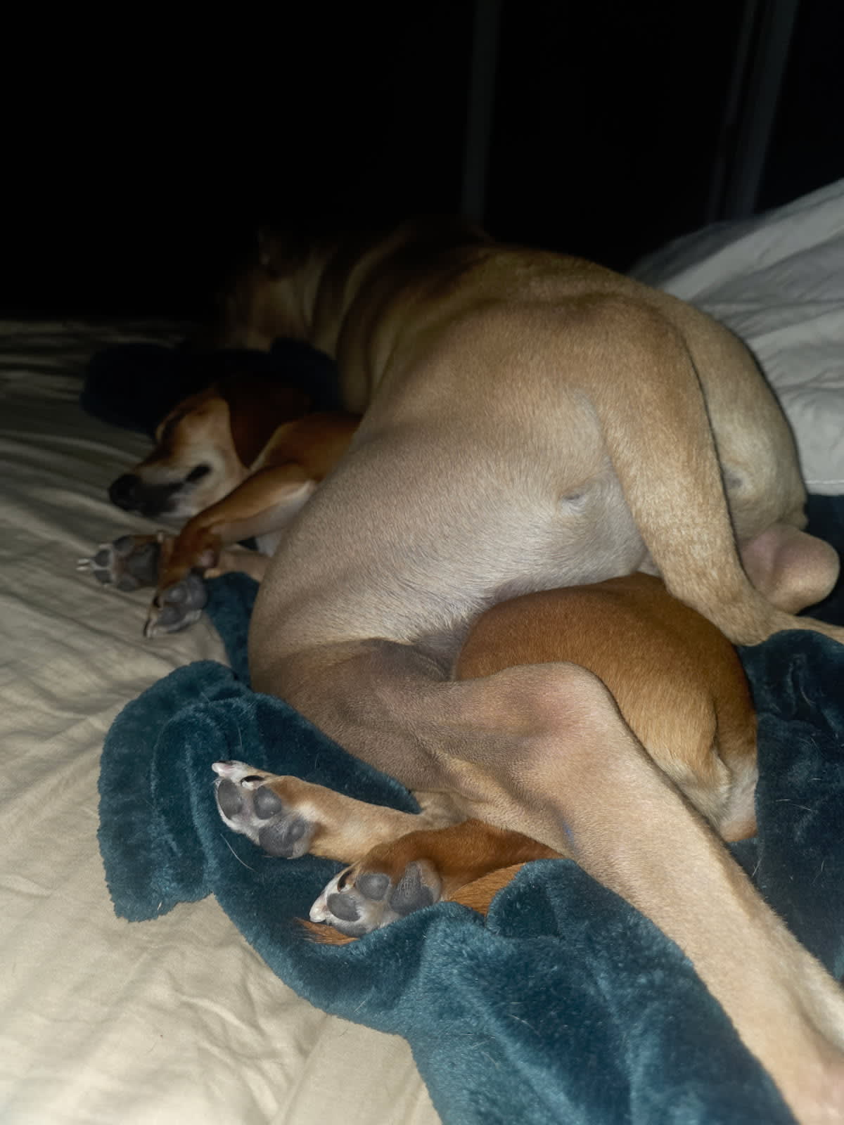 Woobers Agnes and Maus