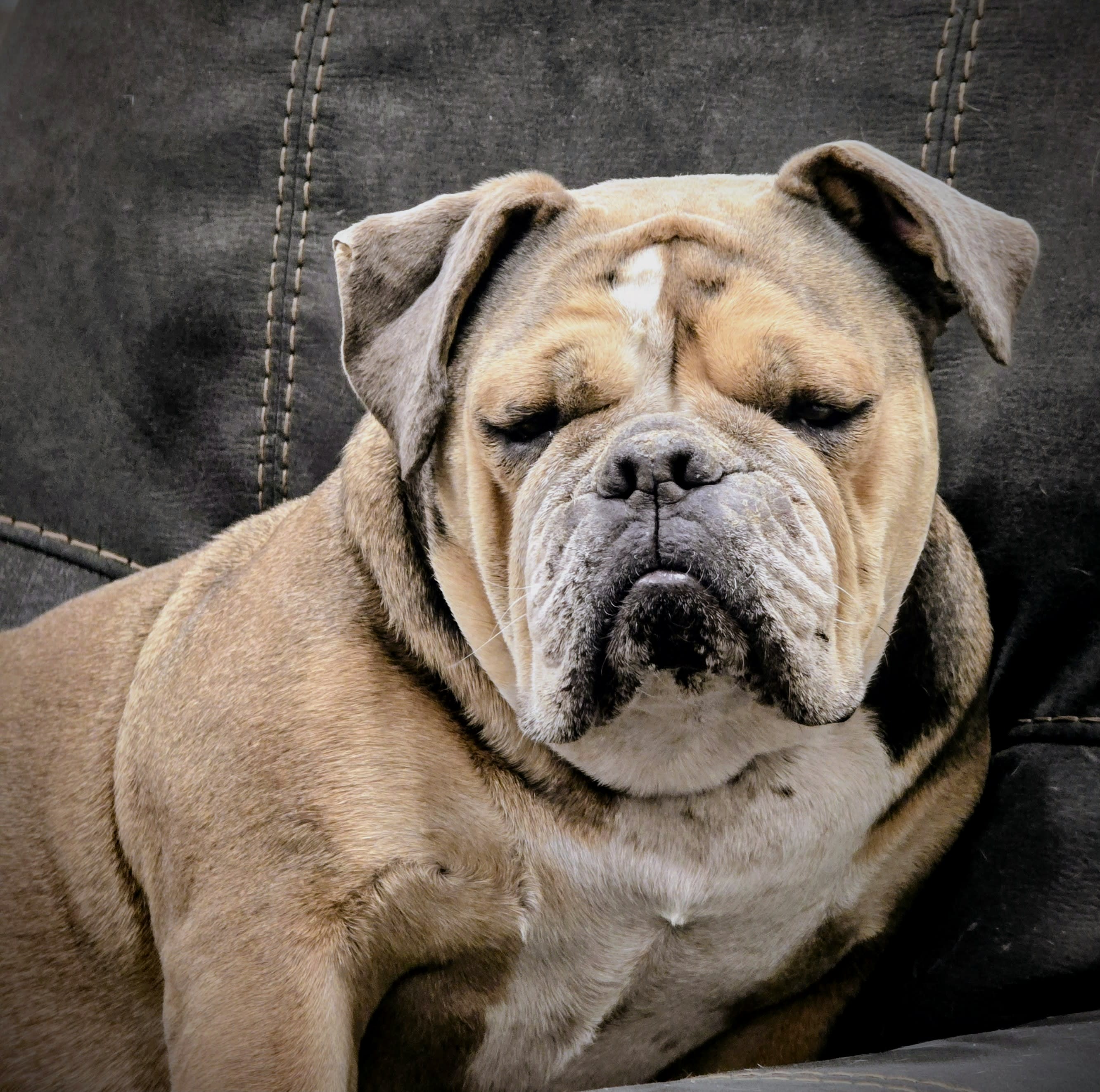 Molly the most BEAUTIFUL