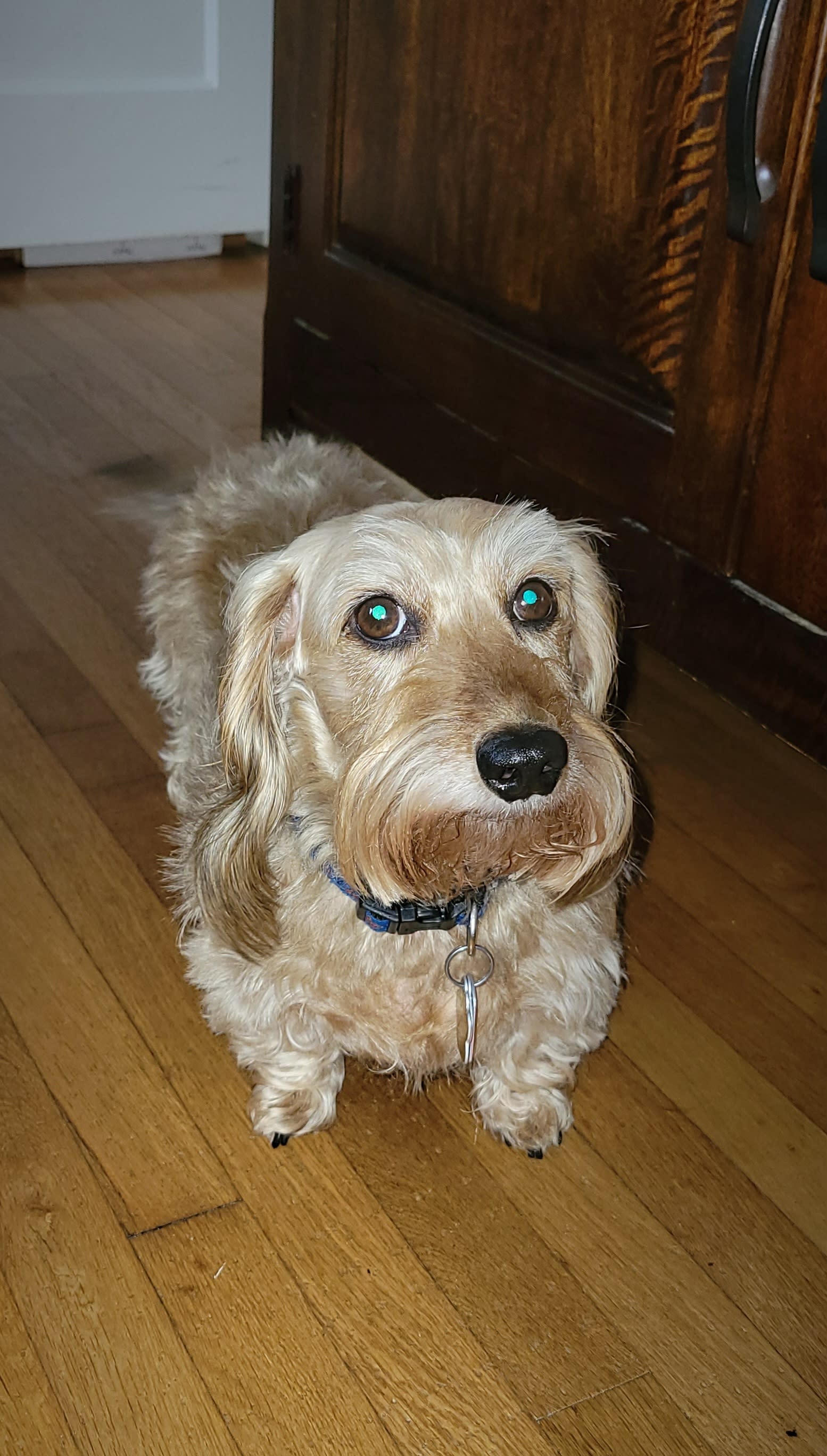 Sparky
