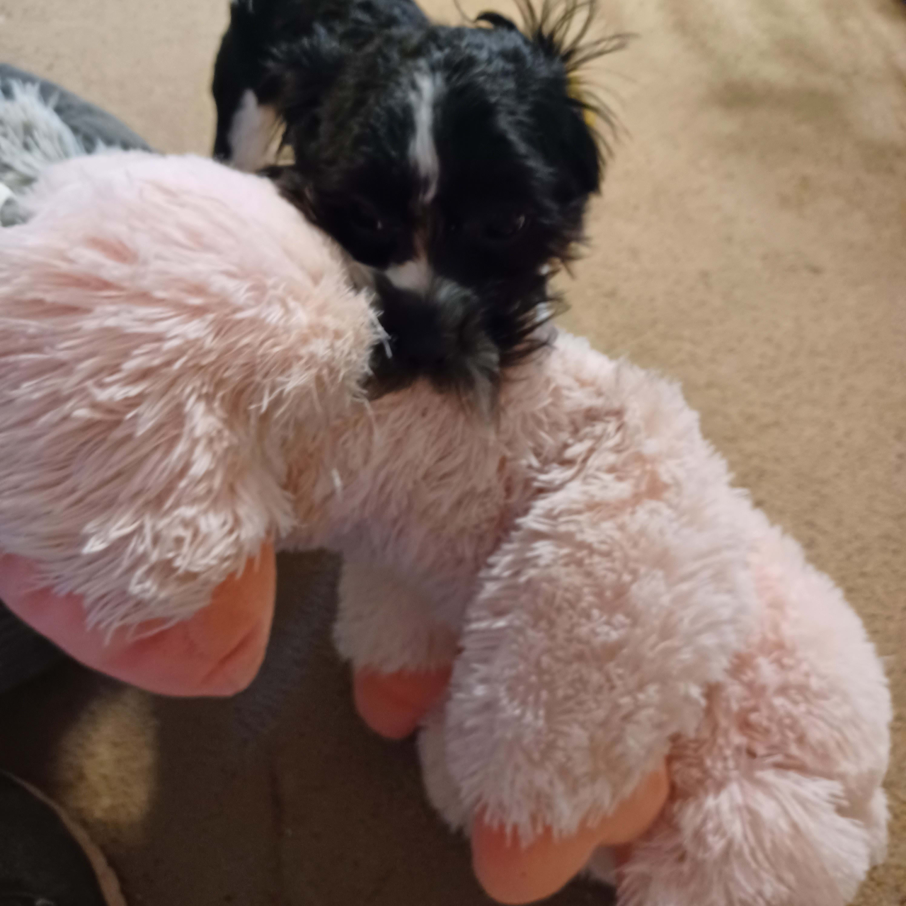Teddy Bear