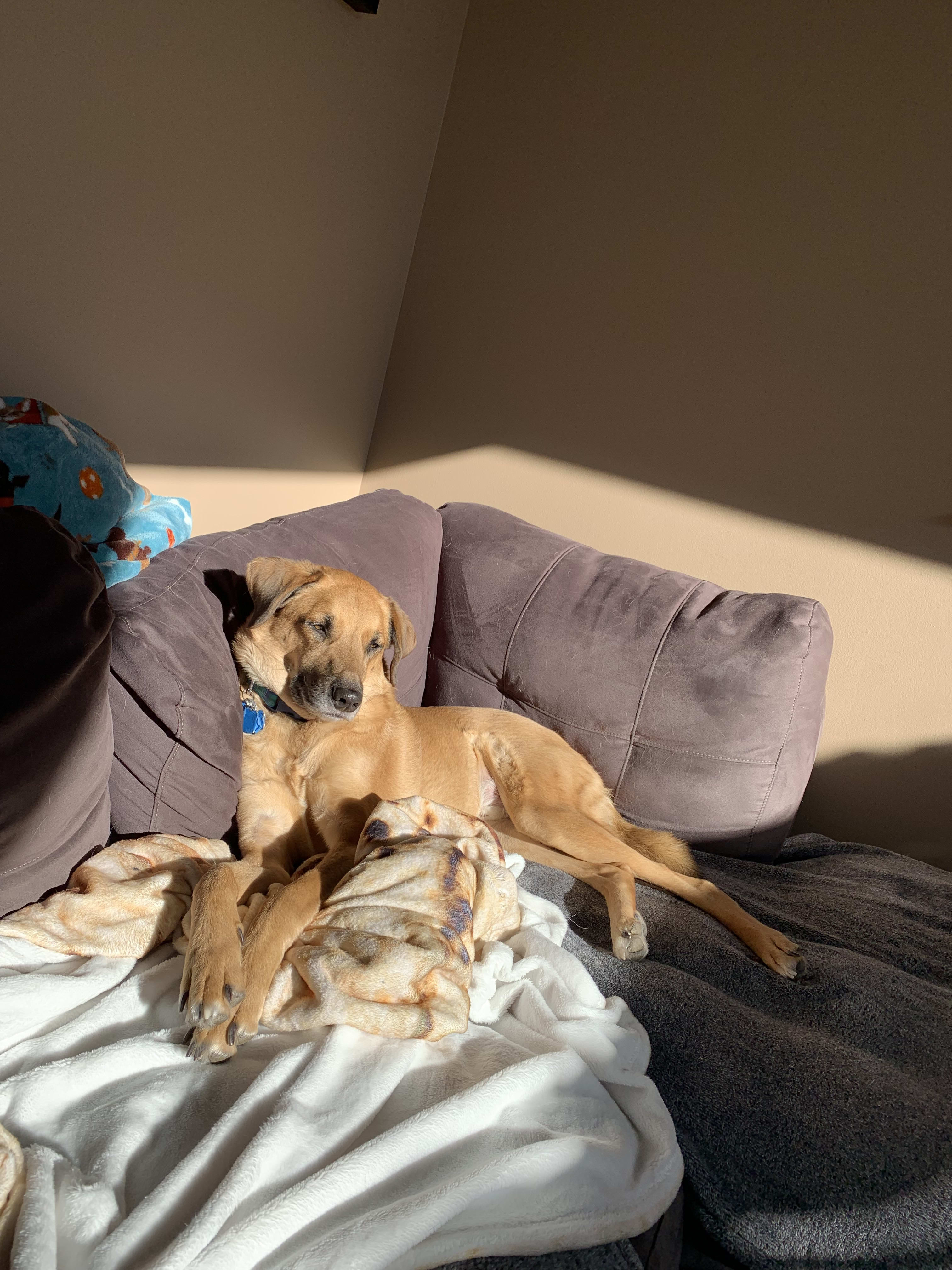 Potcake Auggie Potcake Auggie