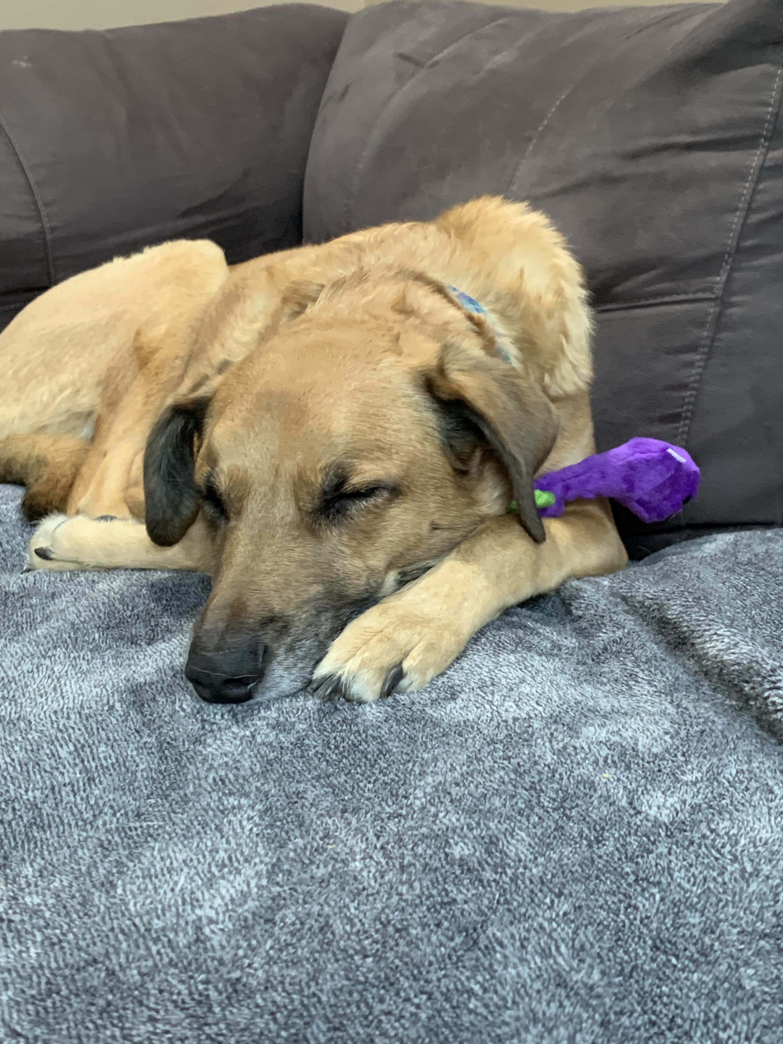 Potcake Auggie Potcake Auggie