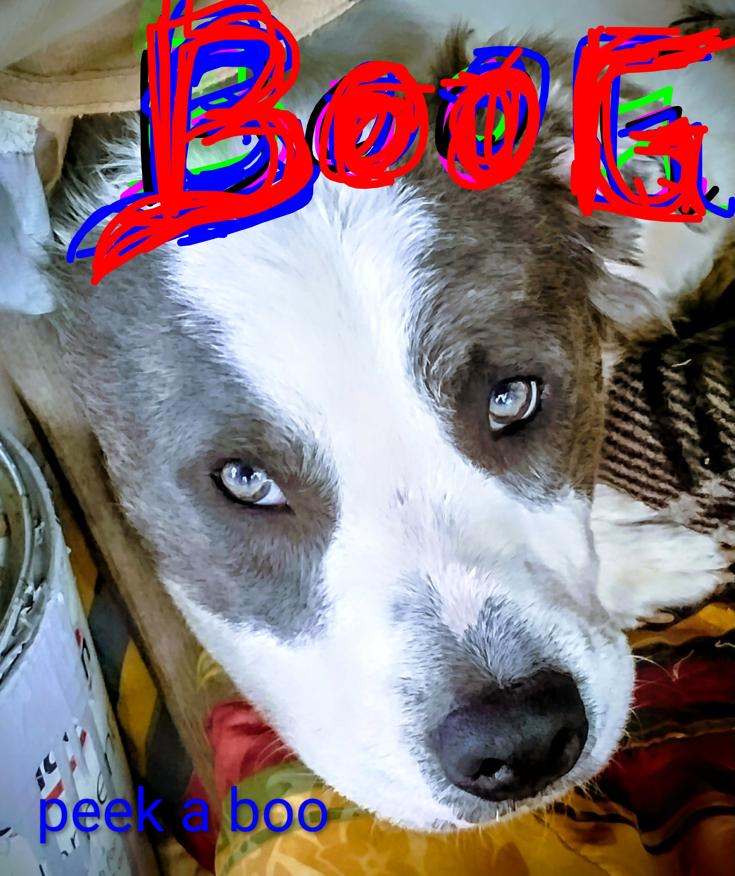 Boog