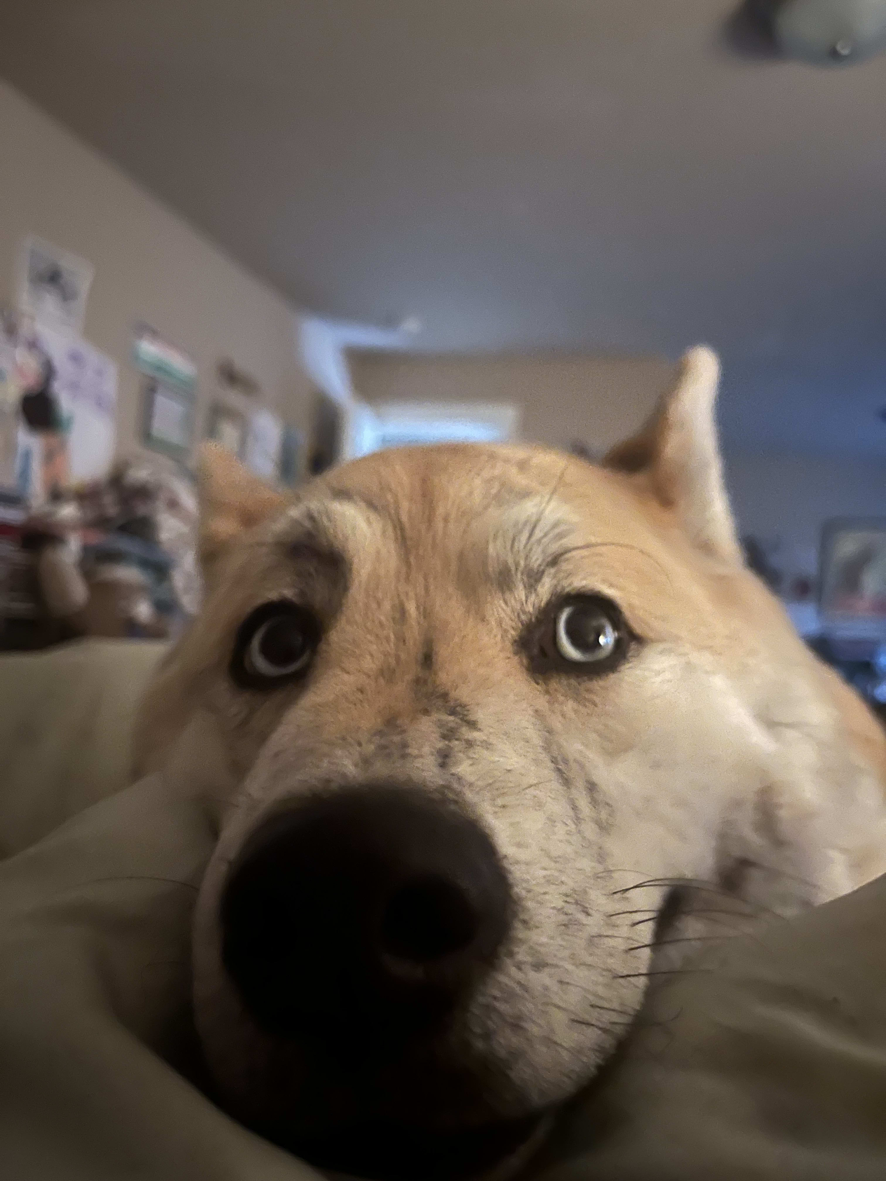 Lil Rose Atlas Freyja