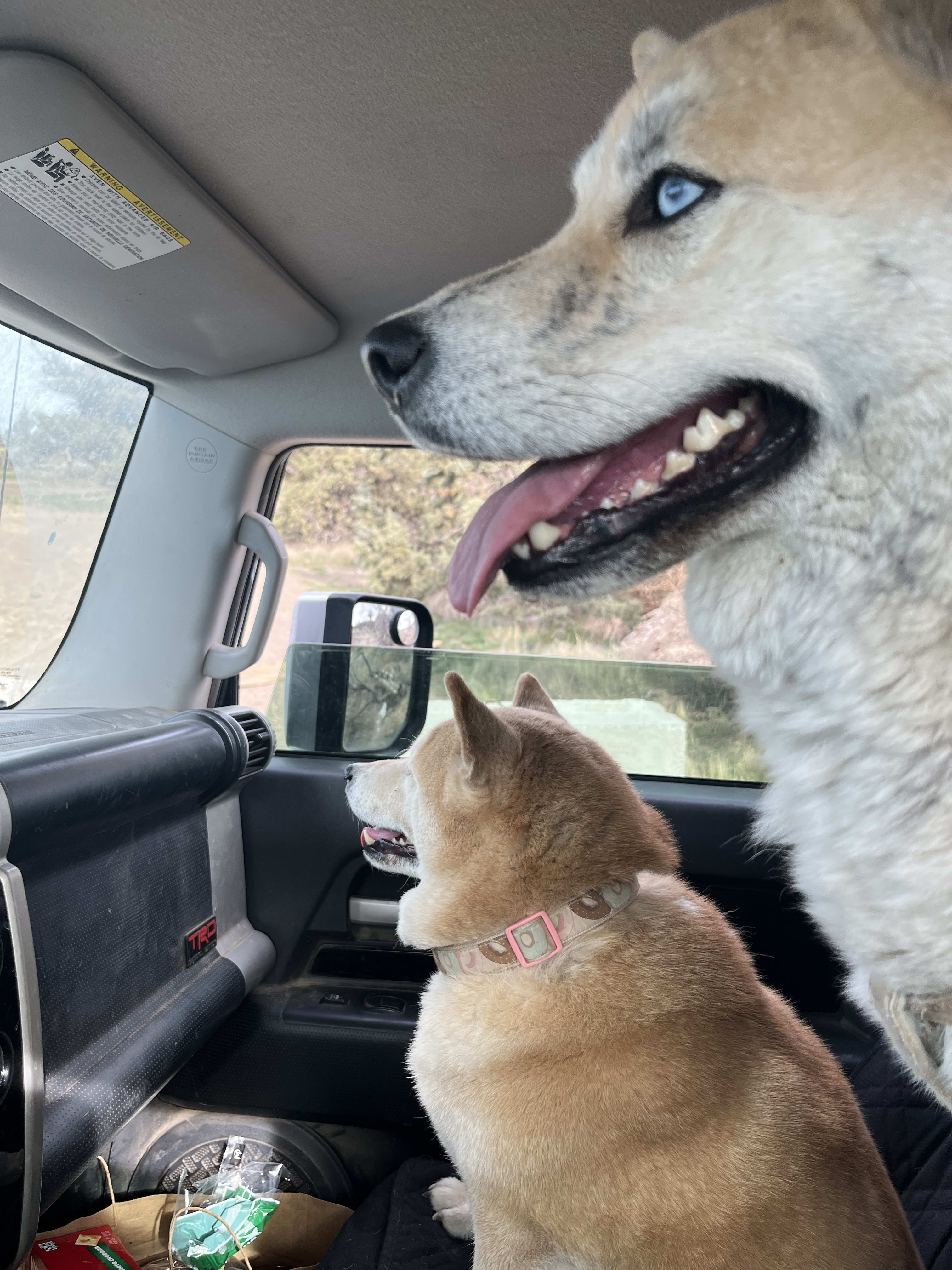 Lil Rose Atlas Freyja