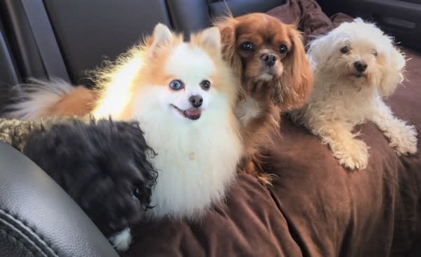 G-Dog  G stands for great