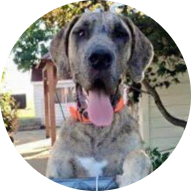 Bentley Farms Great Dane Rescue