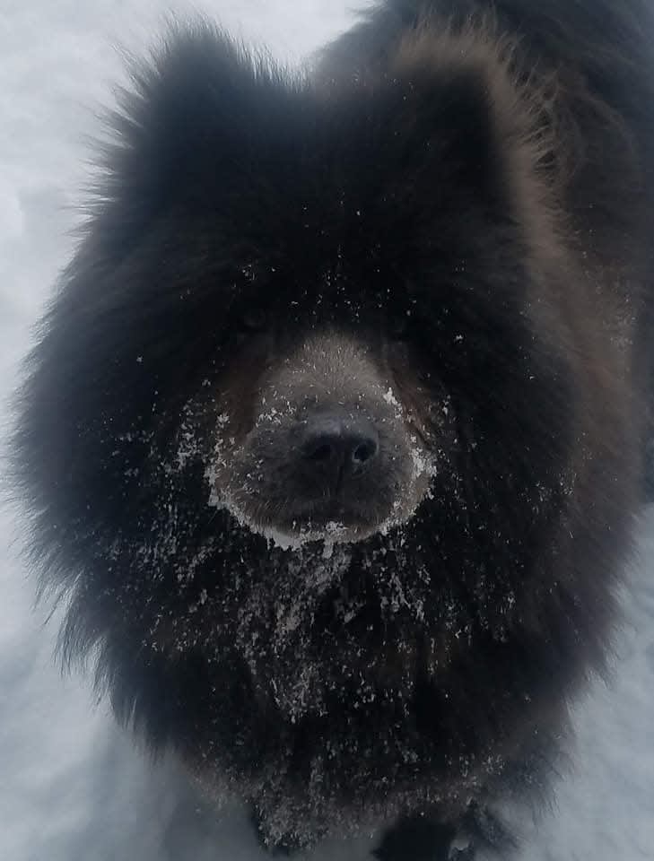 Penelope aka The Free Loader